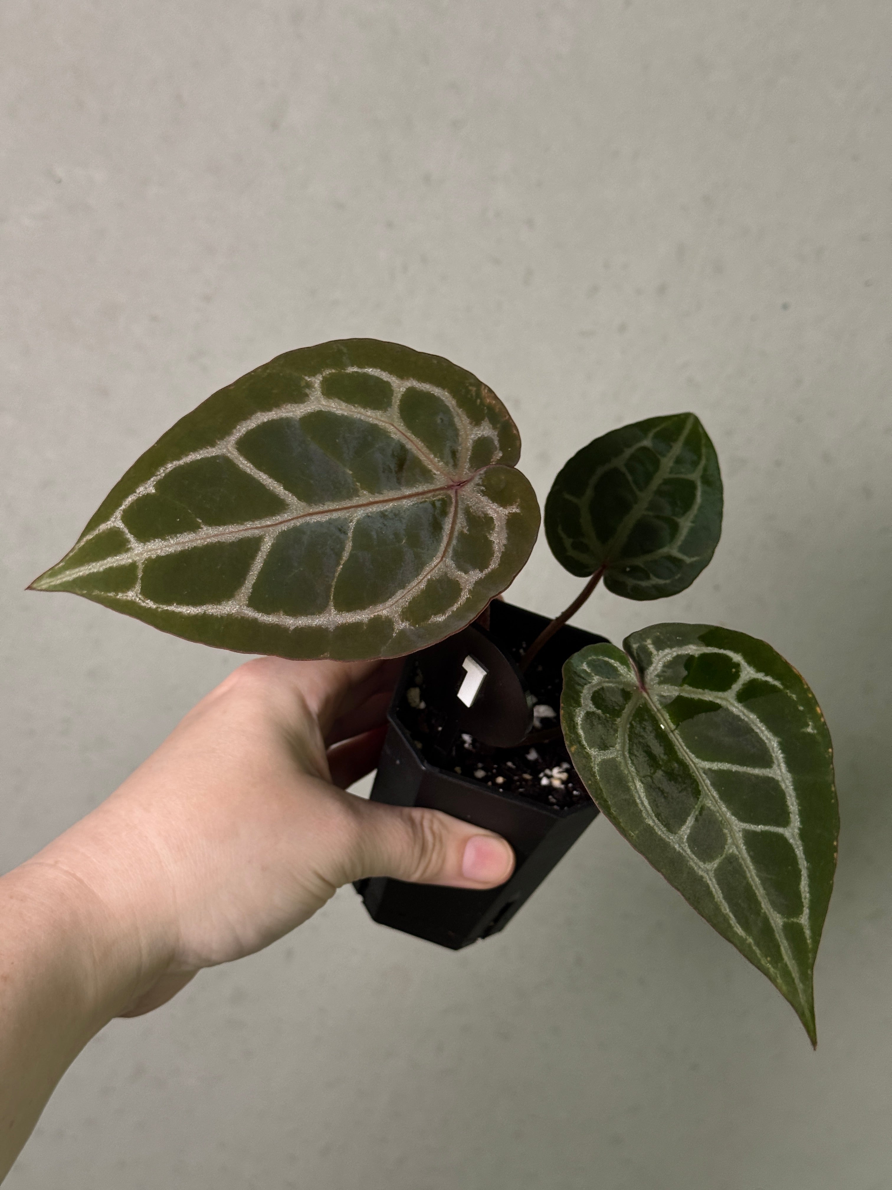 Anthurium Michelle