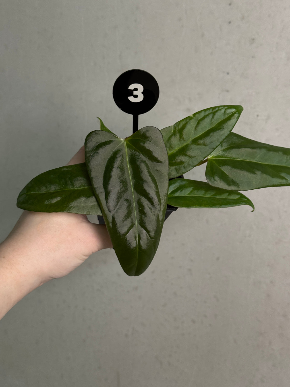 Anthurium plant with glossy green leaves and vibrant red flowers, from SMUKHI's 'Cobra' x Fort Sherman hybrid collection.