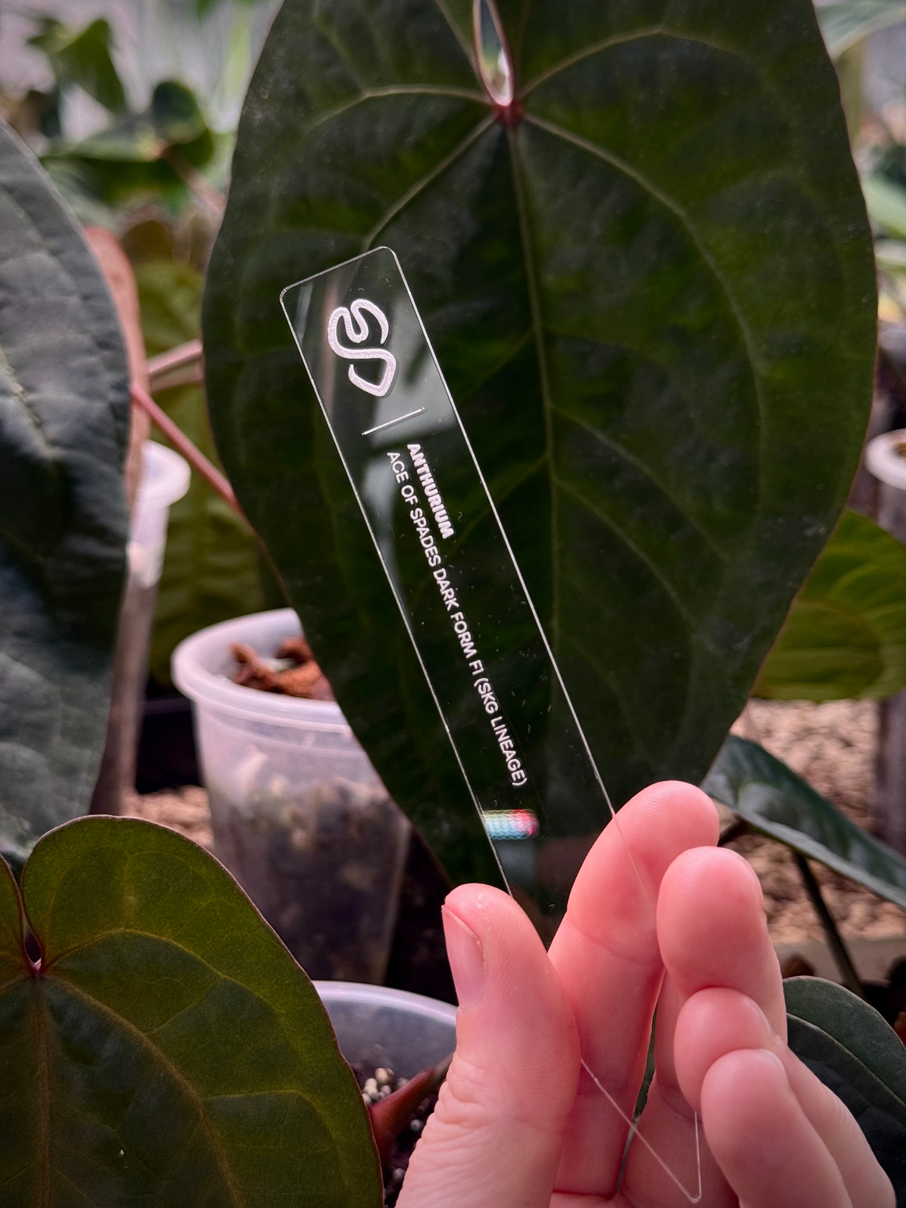 Premium SMUKHI Plant Tag - Engraved