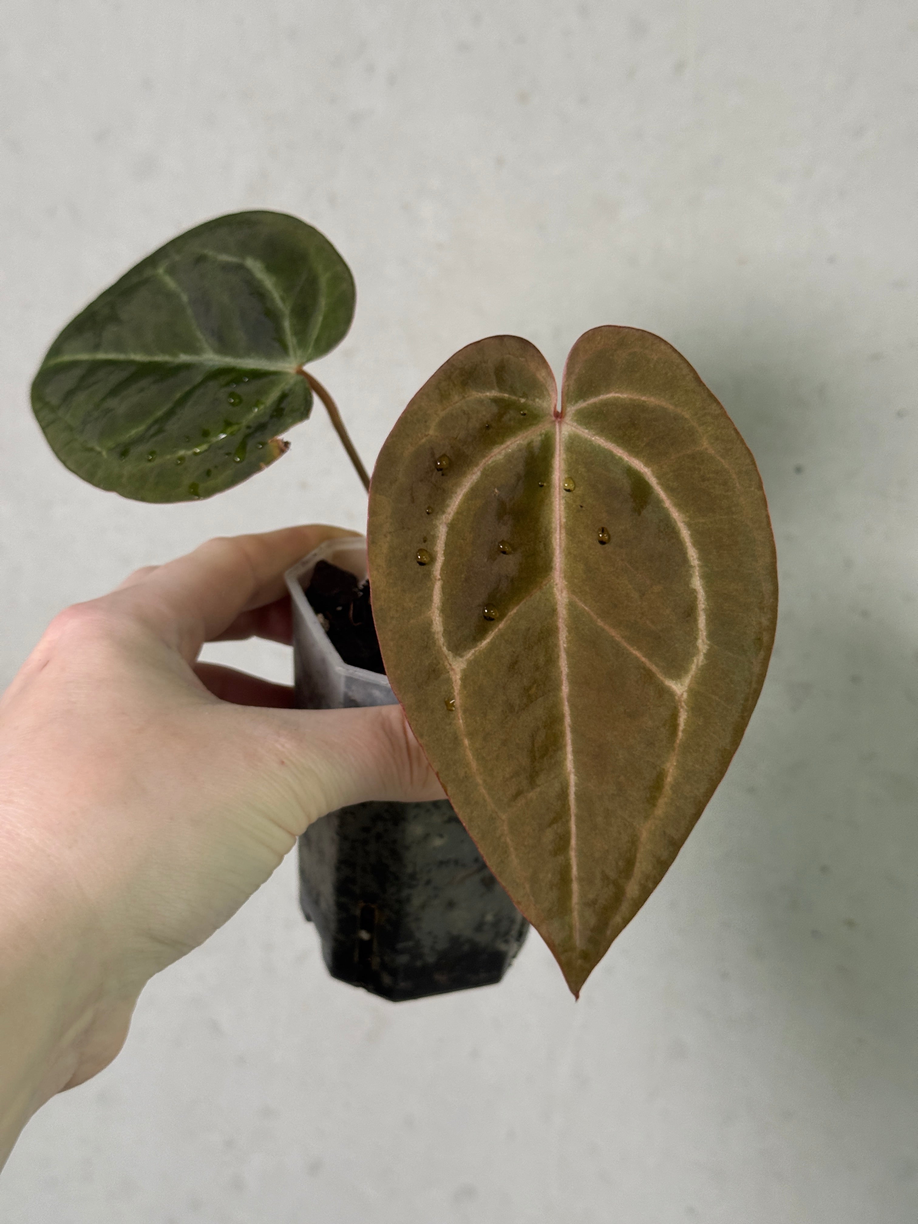 Anthurium Michelle '1' x Zara '52' clone plant with variegated green and white leaves, displayed in a pot, by DocBlock.