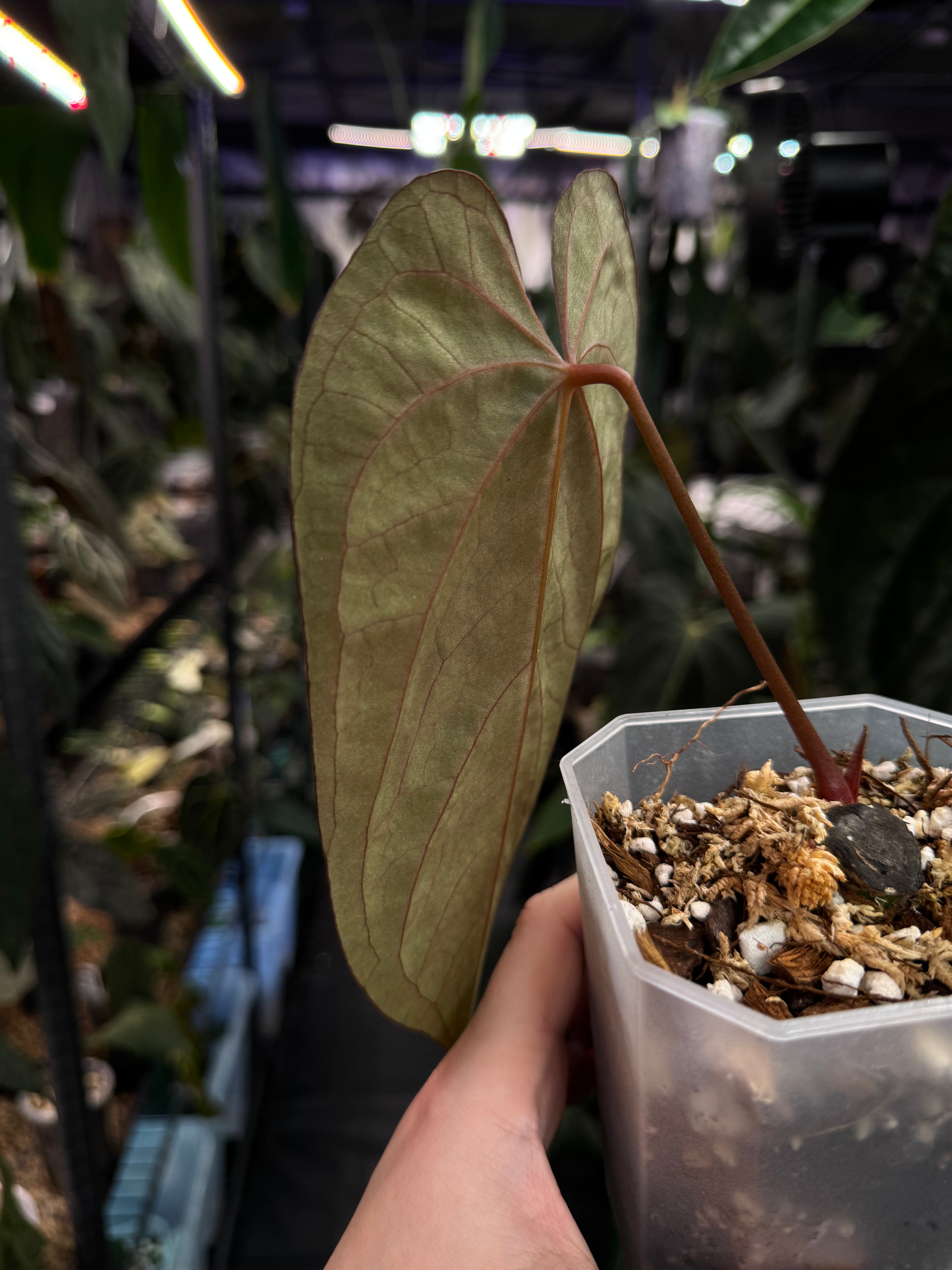 Anthurium Ace of Spades Dark Form x Papillilaminum 'Incurved lobes'