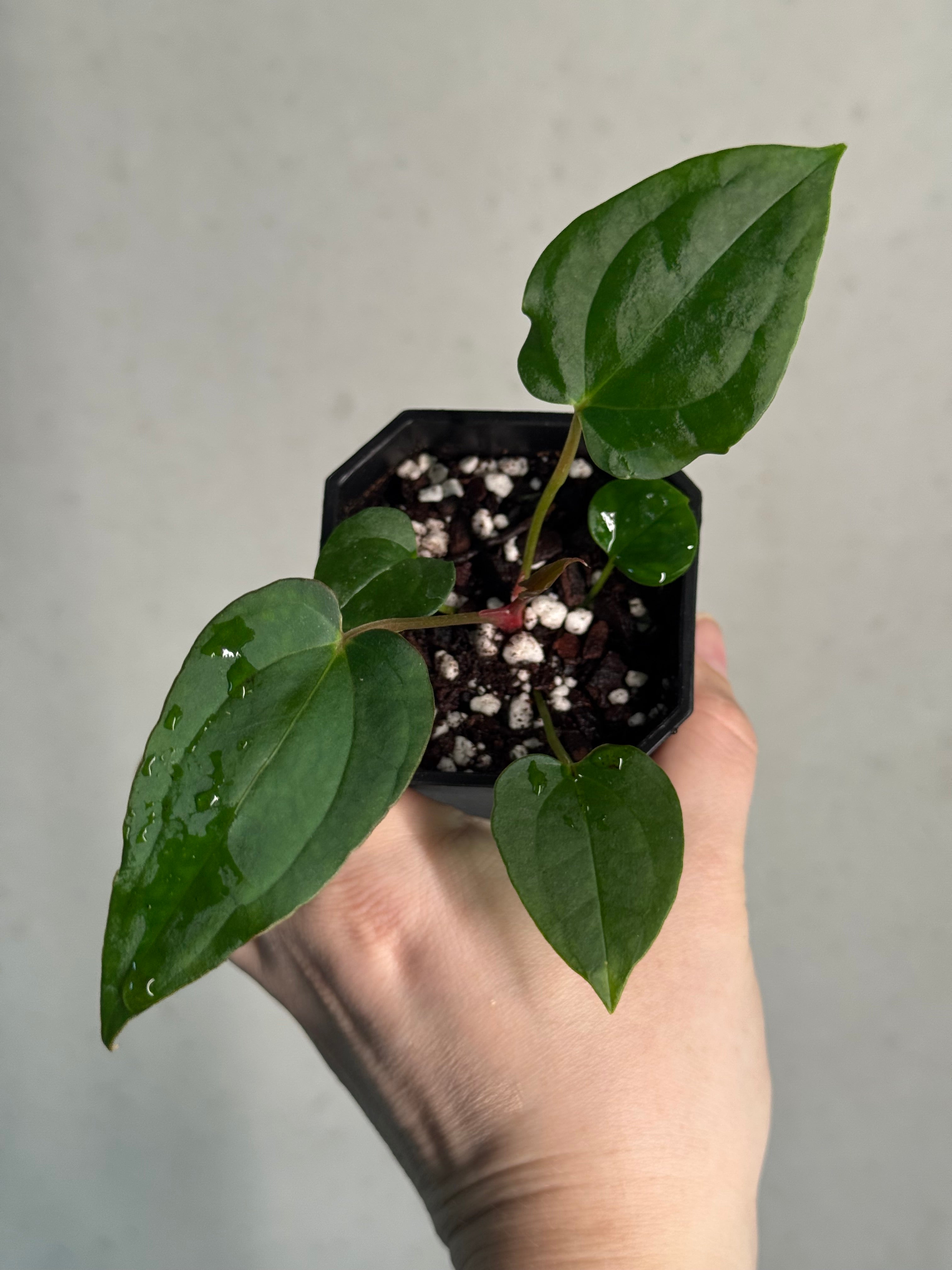 Anthurium BVEP 'Laila' x Ace of Spades Dark Form