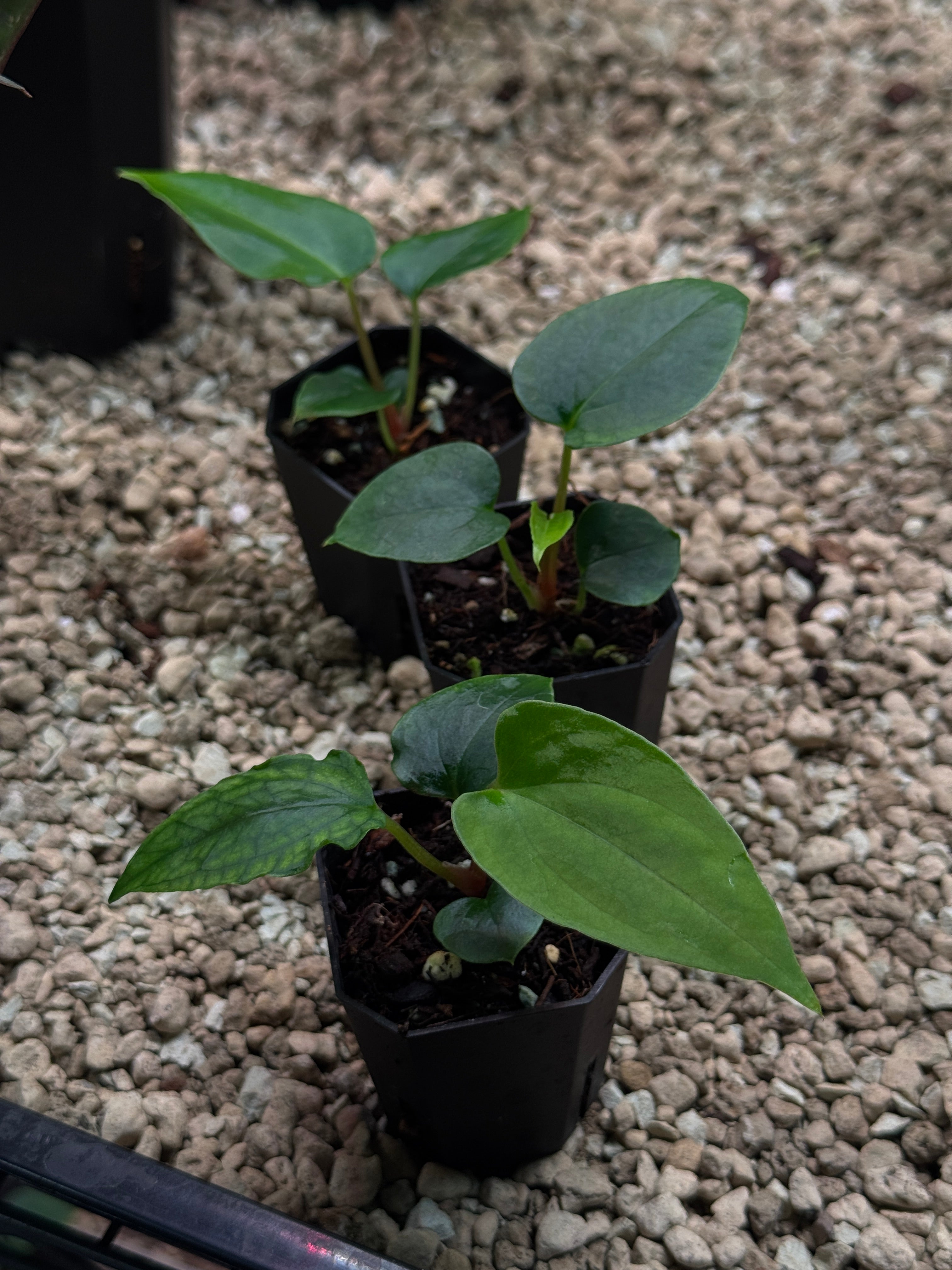 Anthurium Papillilaminum Ree Gardens x Ralph Lynam S1