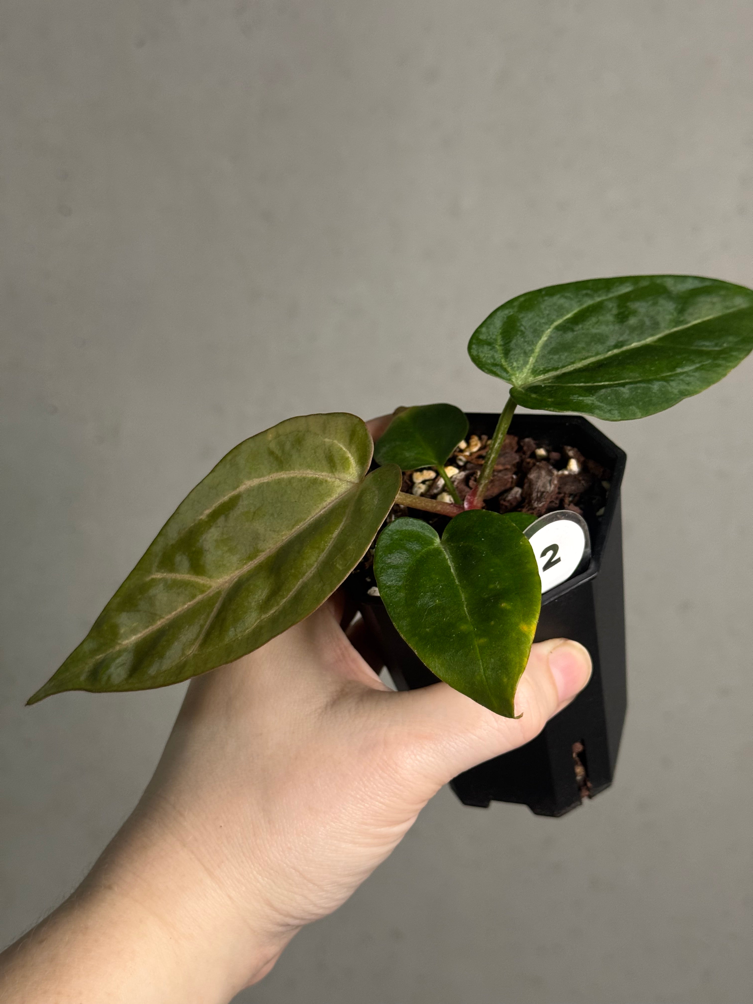 Anthurium (Carlablackiae WU1 x self) x (Black Widow x Red Velvet Cake) - SMUKHI