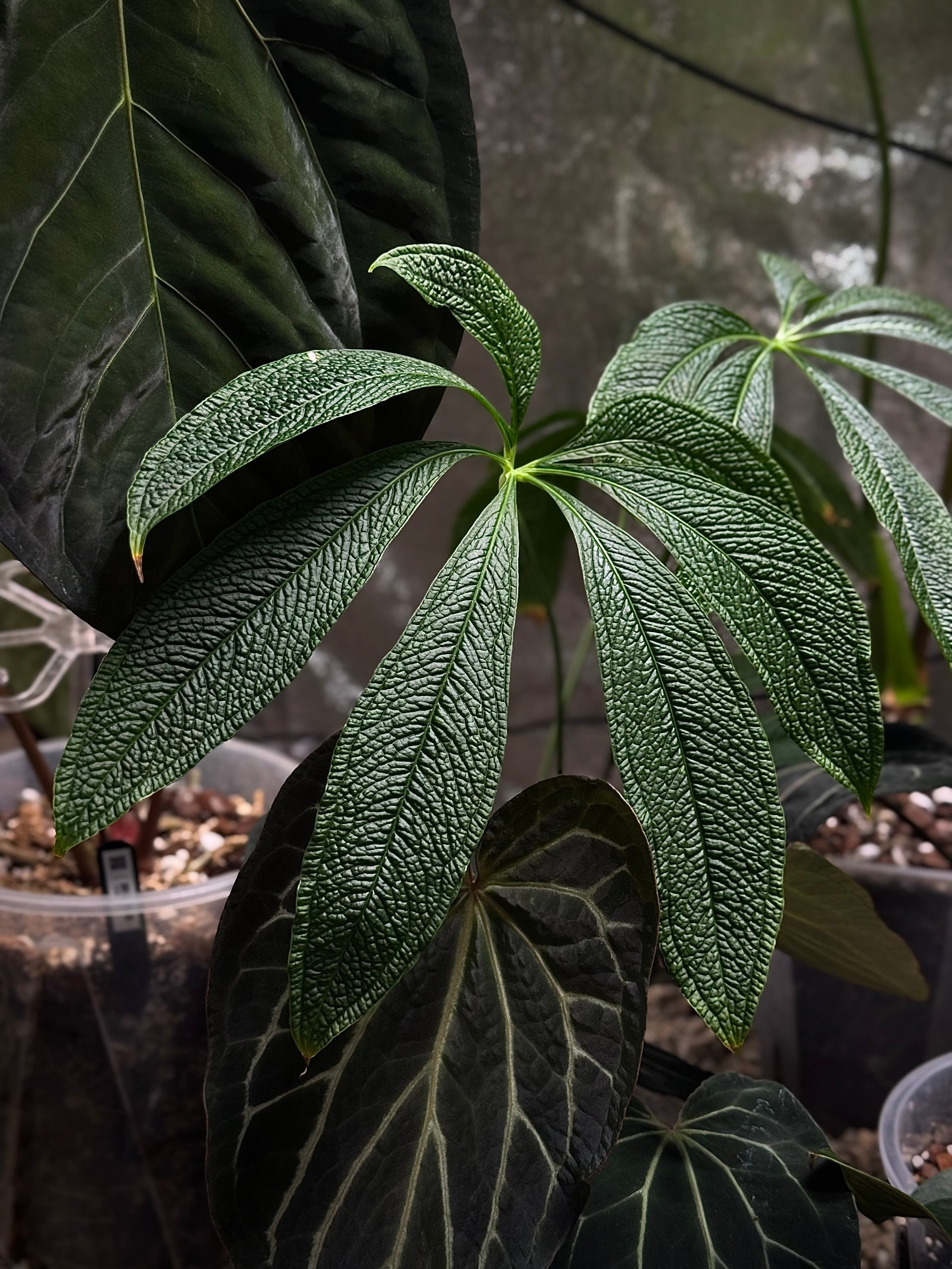 NFS: Anthurium sp. Nov Peru - SMUKHI