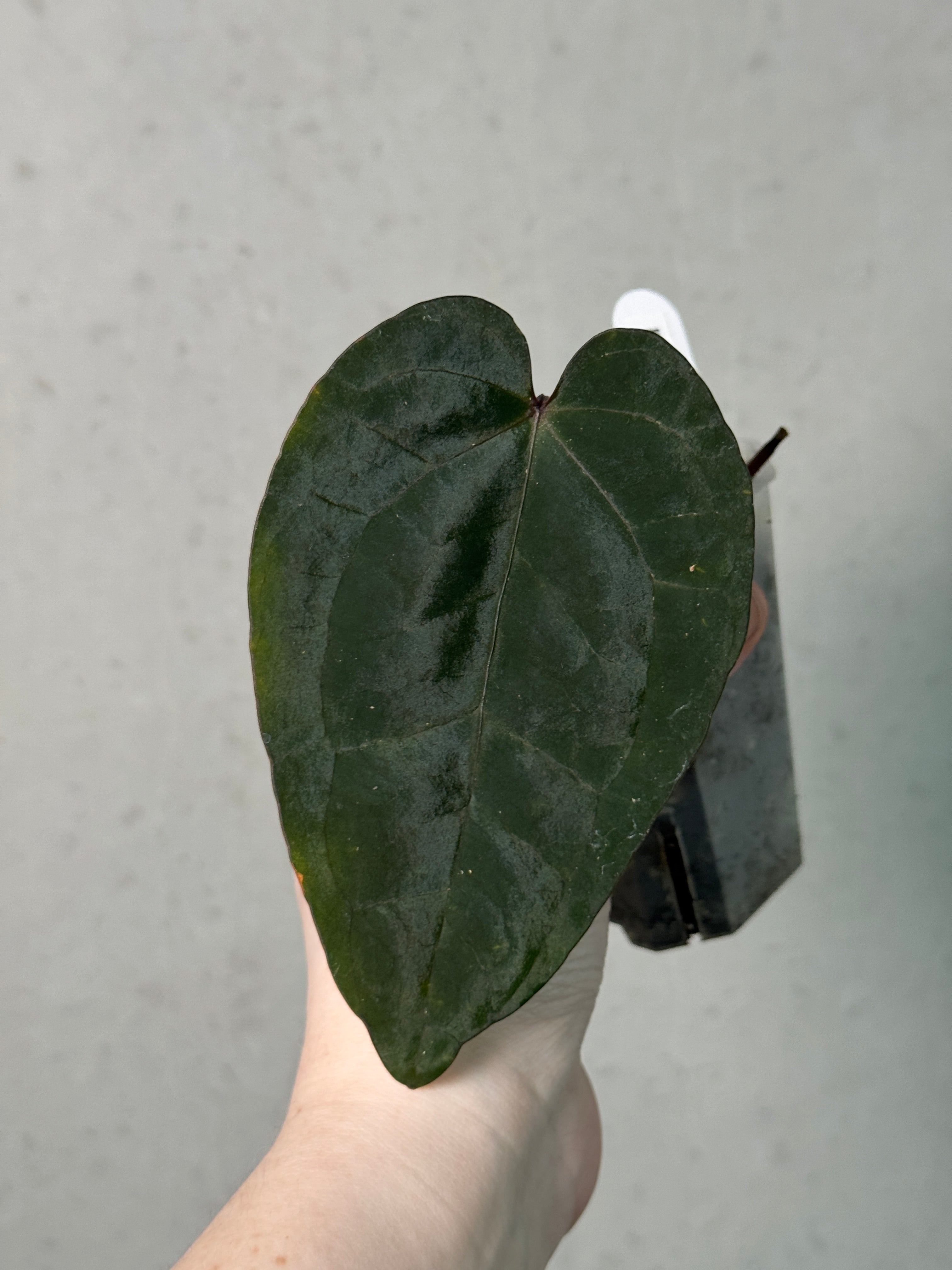 Anthurium Ace of Spades F1 (SKG) - Clone