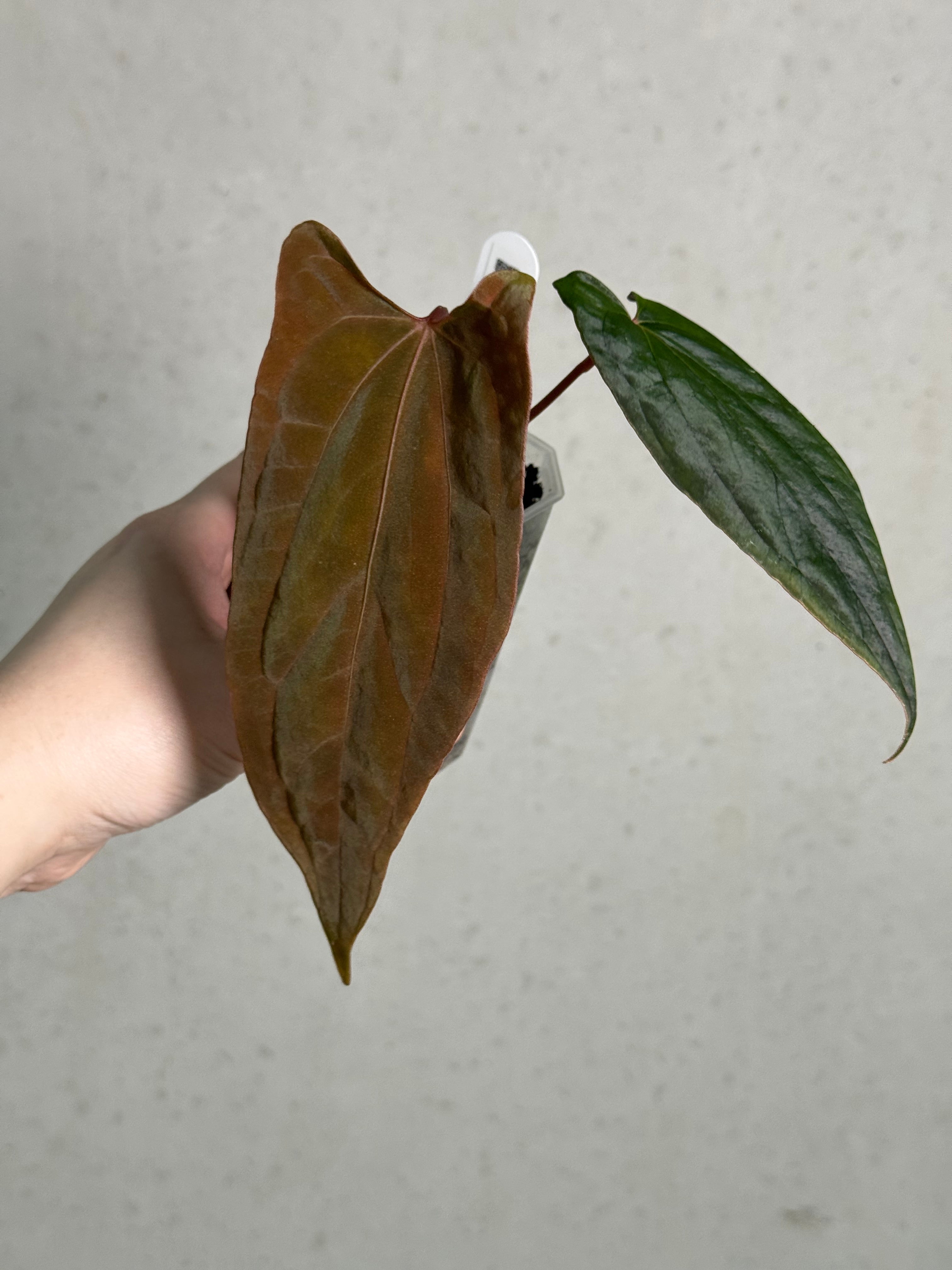 Anthurium Ralph Lynam x Fort Sherman (JV) - Clone - SMUKHI