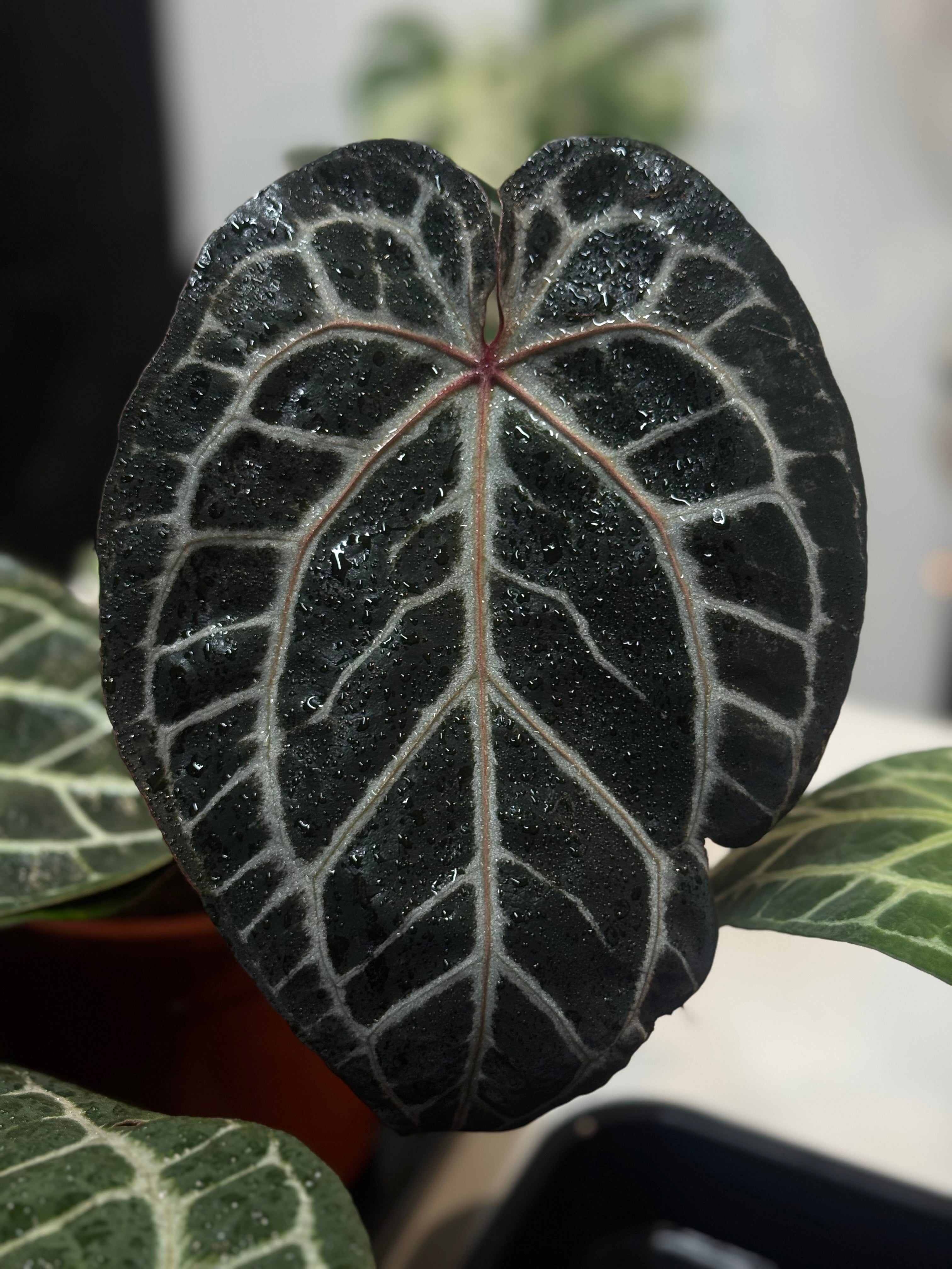 NFS: Anthurium Michelle '10' x Michelle Long '20'