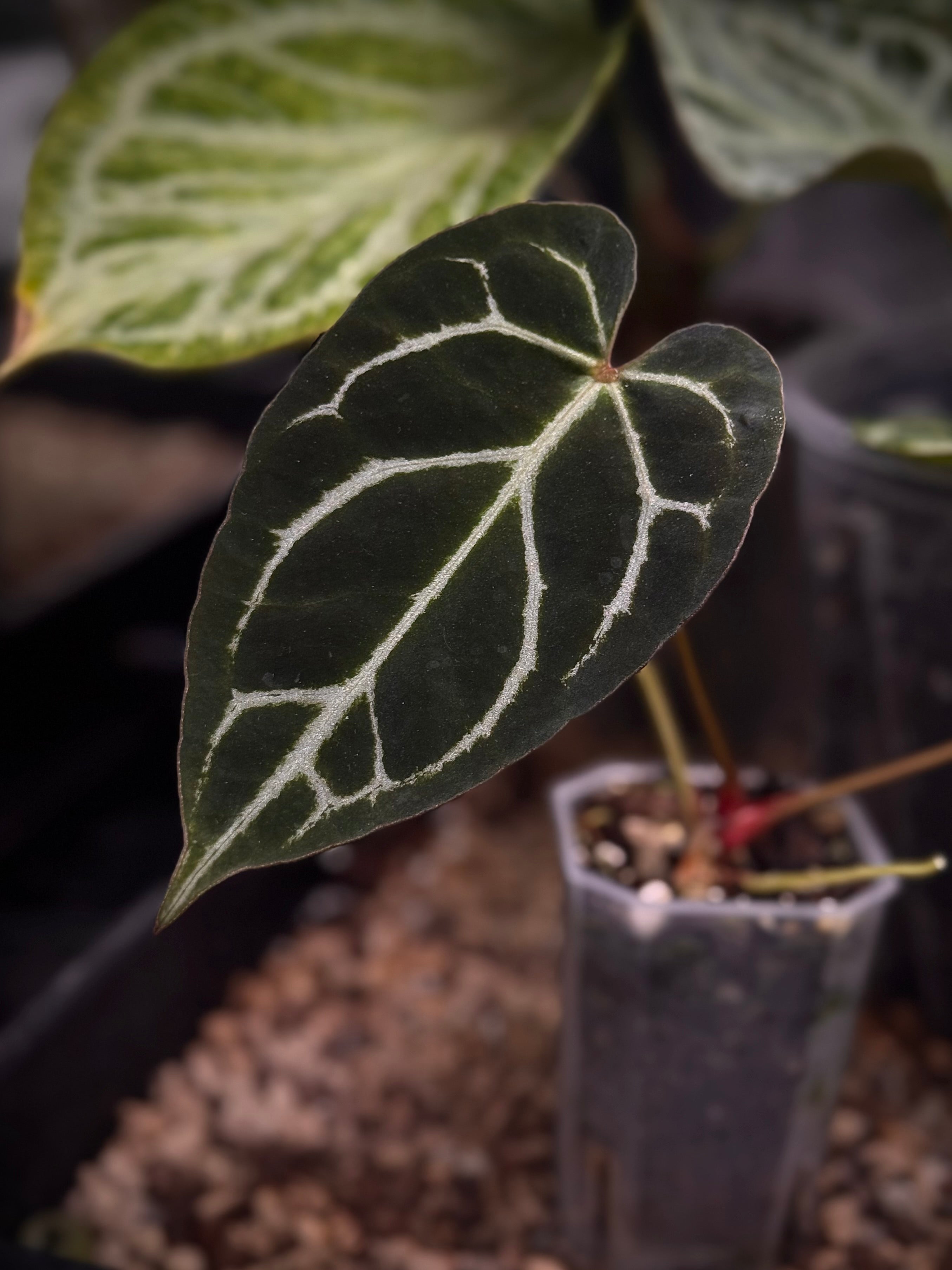 NFS: Anthurium 'Basilisk' x (HU x Red Crystallinum)