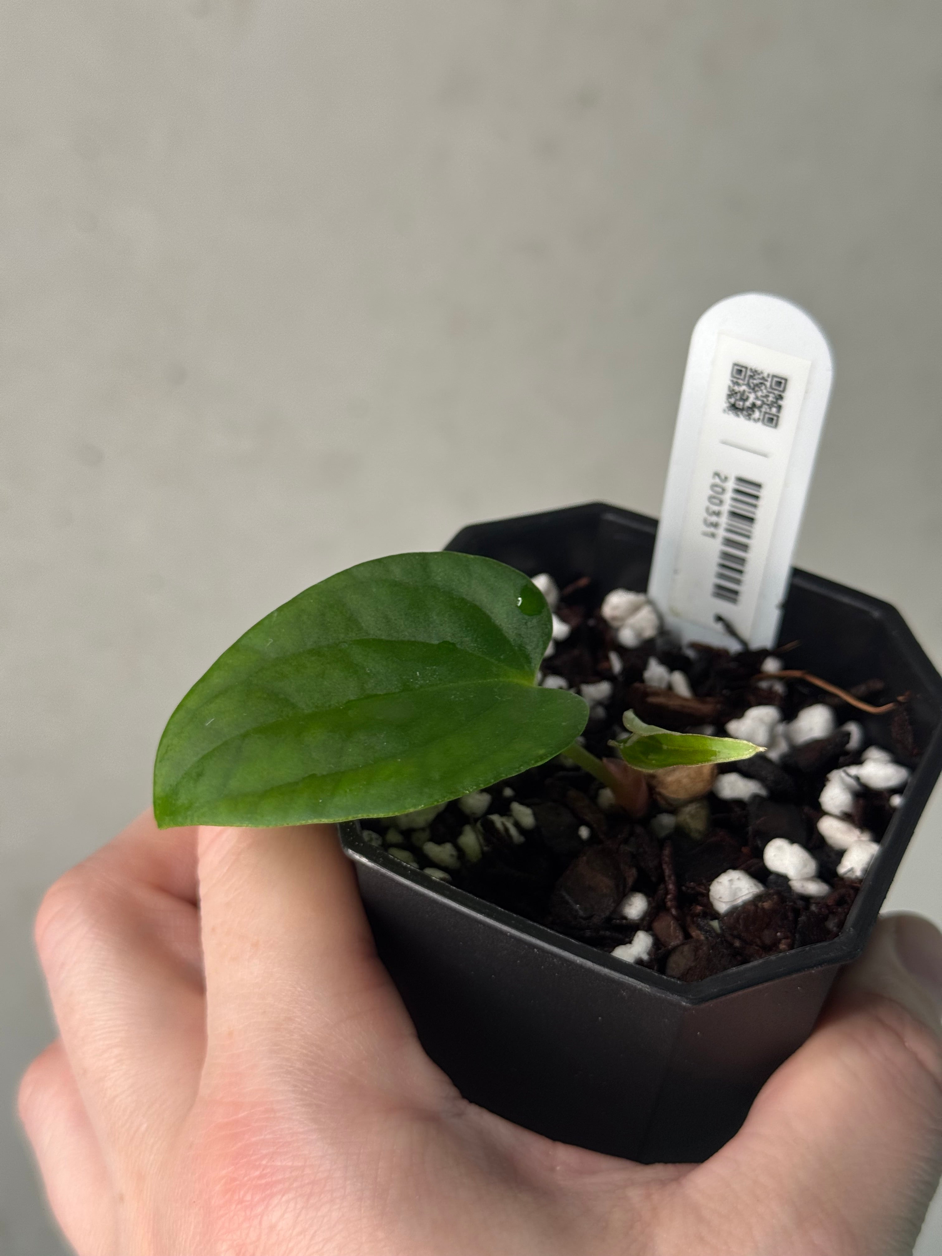 Anthurium sp. Nov DF x BVEP RA1 - Clone - Pre-order