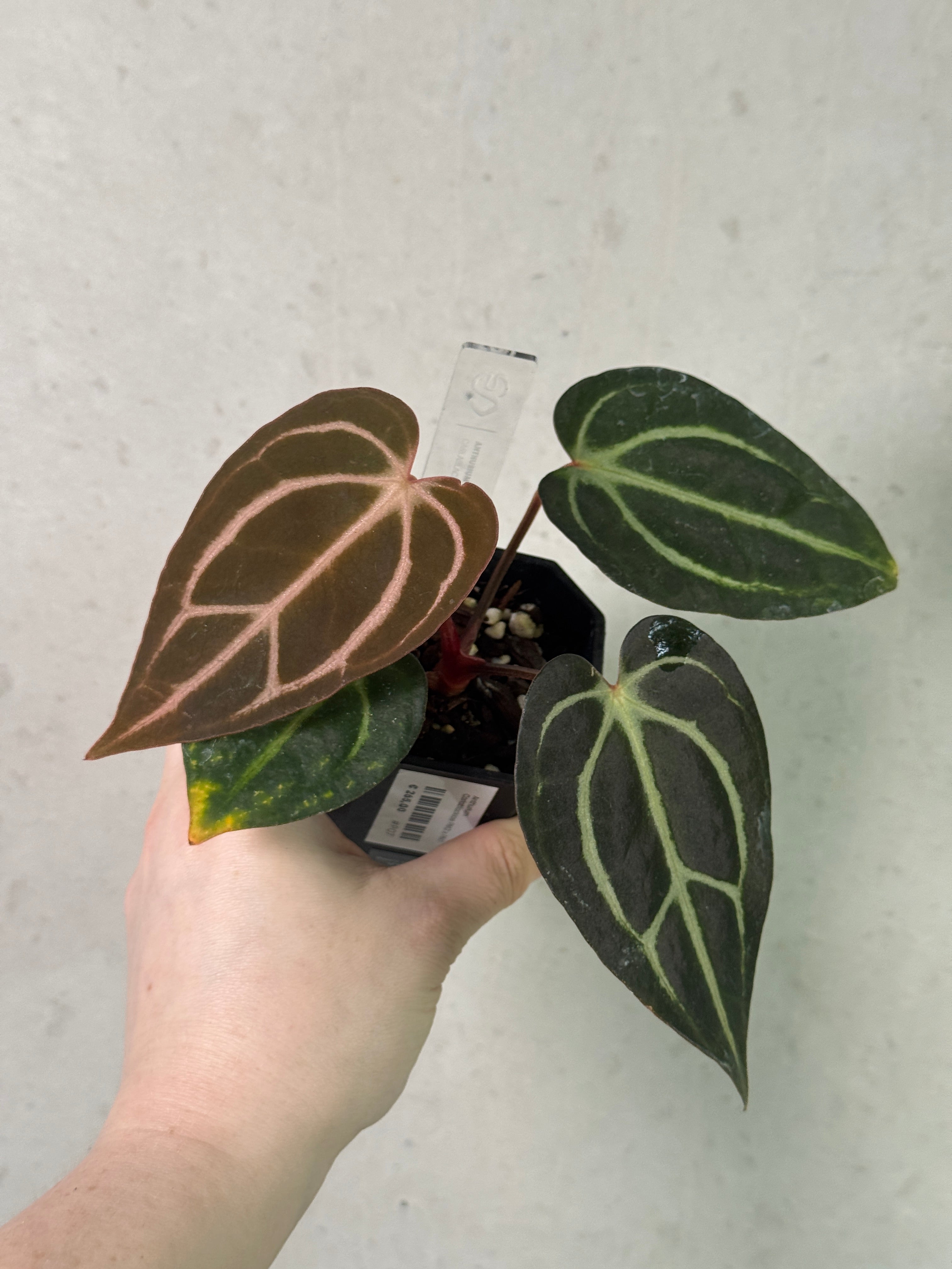 Anthurium Carlablackiae PM2 x PM1