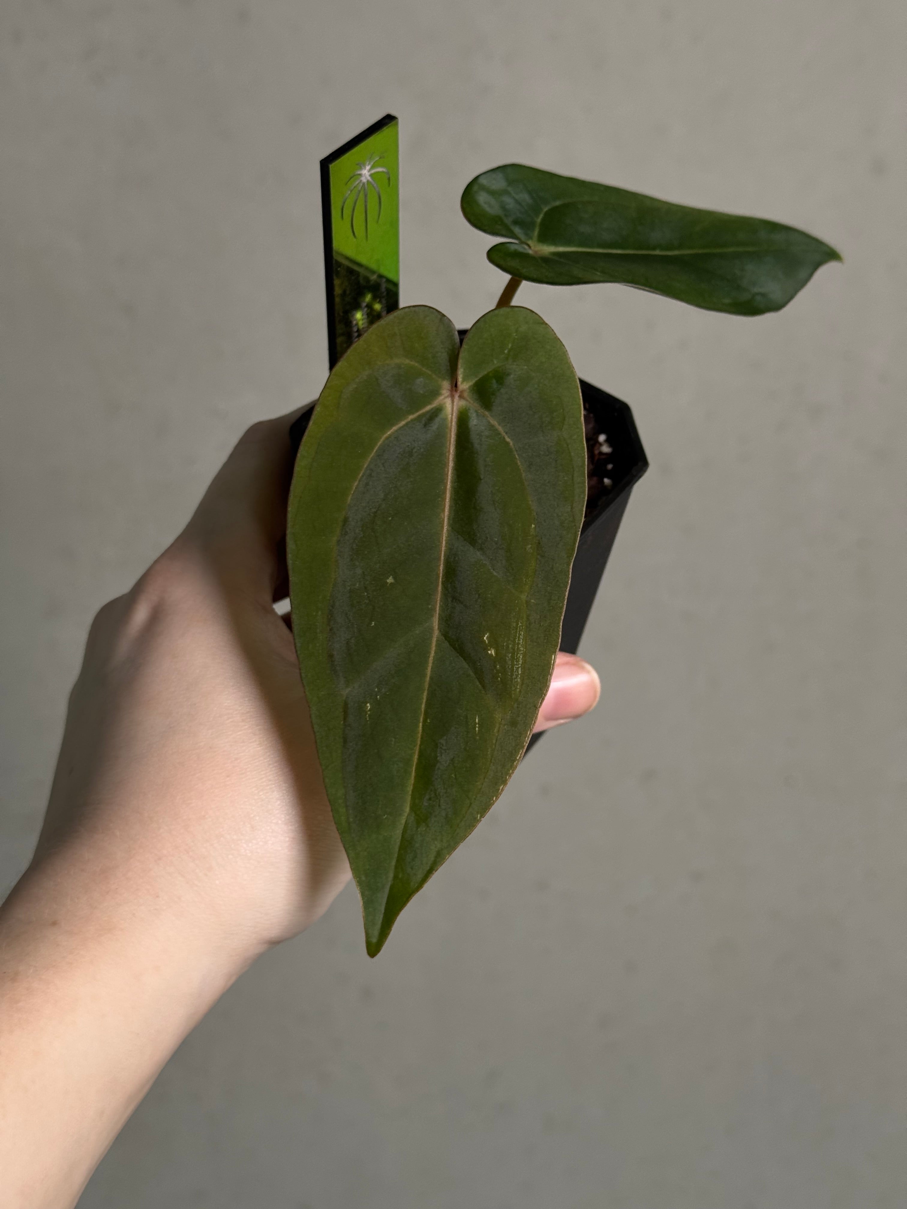 Anthurium Dressleri RG F2 ‘Dark Clone’ x Carlablackiae GPH-001 - Sad Plant - SMUKHI