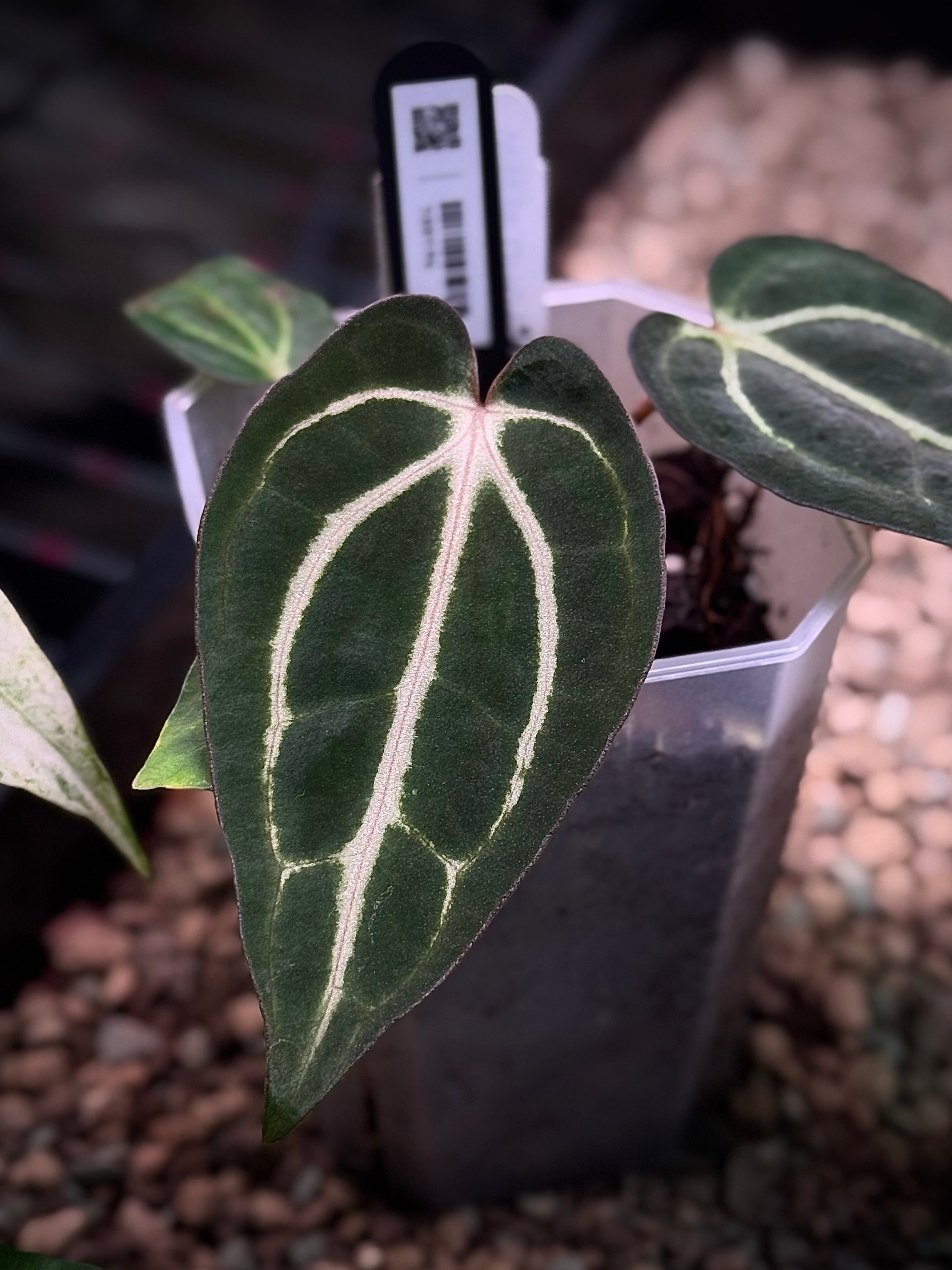 NFS: Anthurium Carlablackiae PM2 x PM1 #3 - SMUKHI