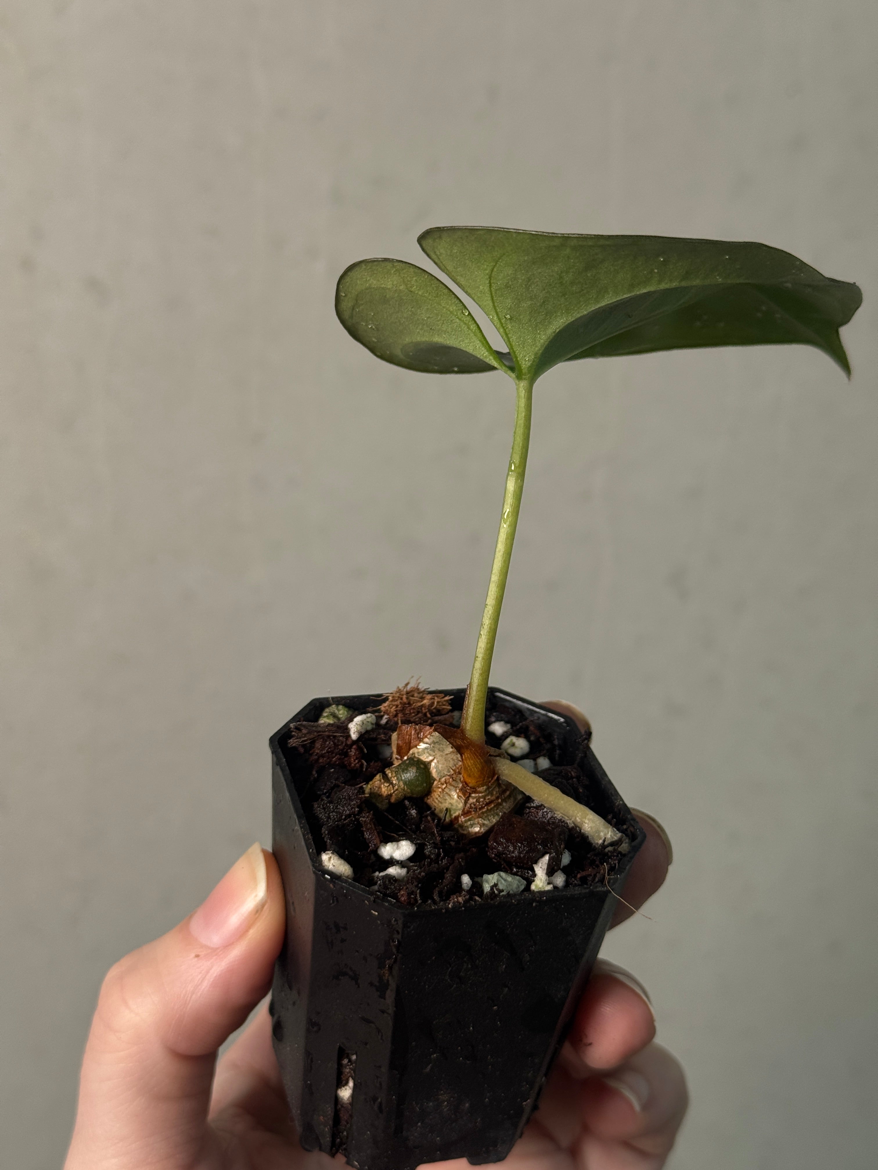 NFS: Anthurium Goliath - SMUKHI