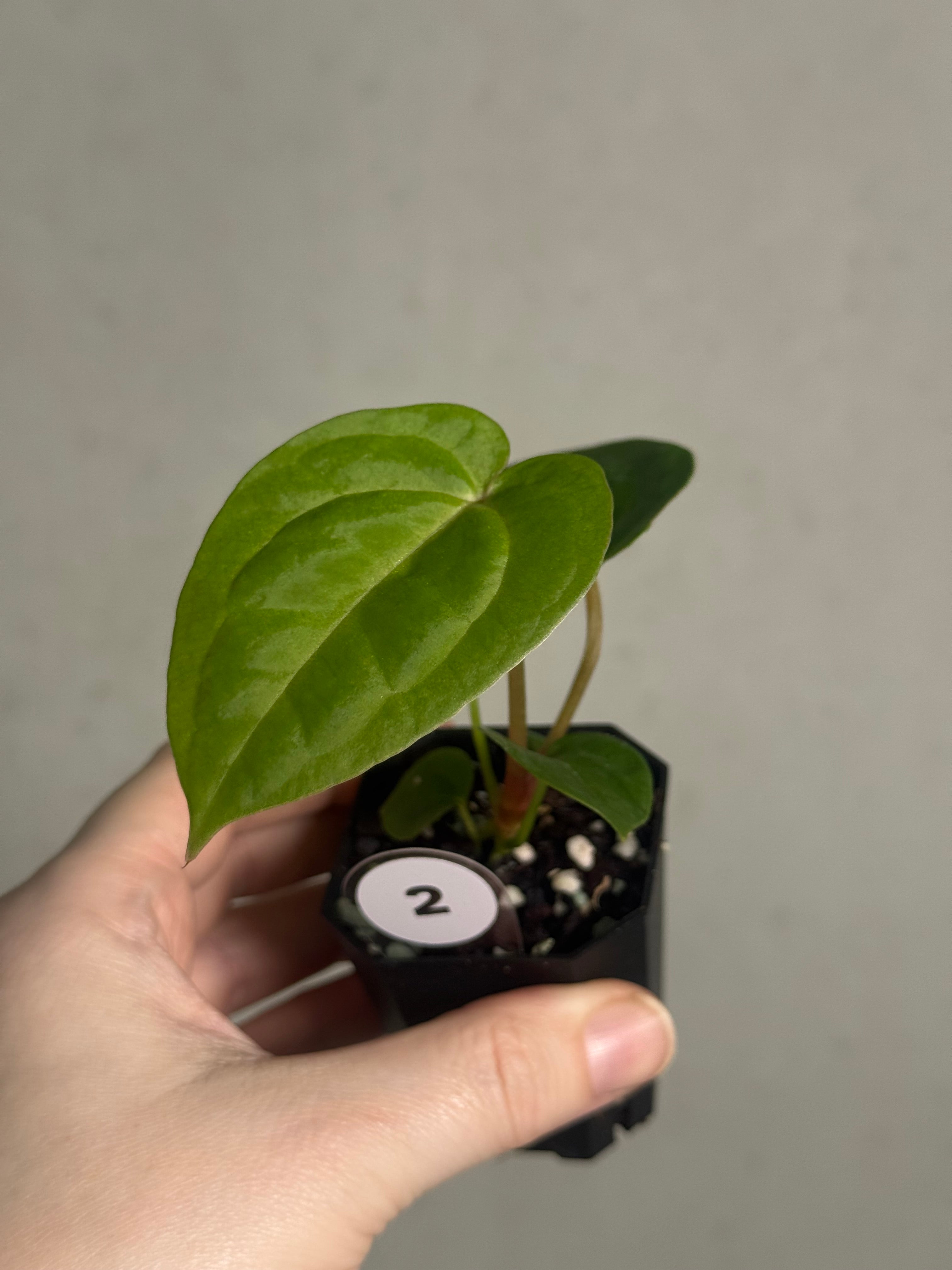 Anthurium Papillilaminum 'Guna Yala' x (Zara x Michelle) - SMUKHI