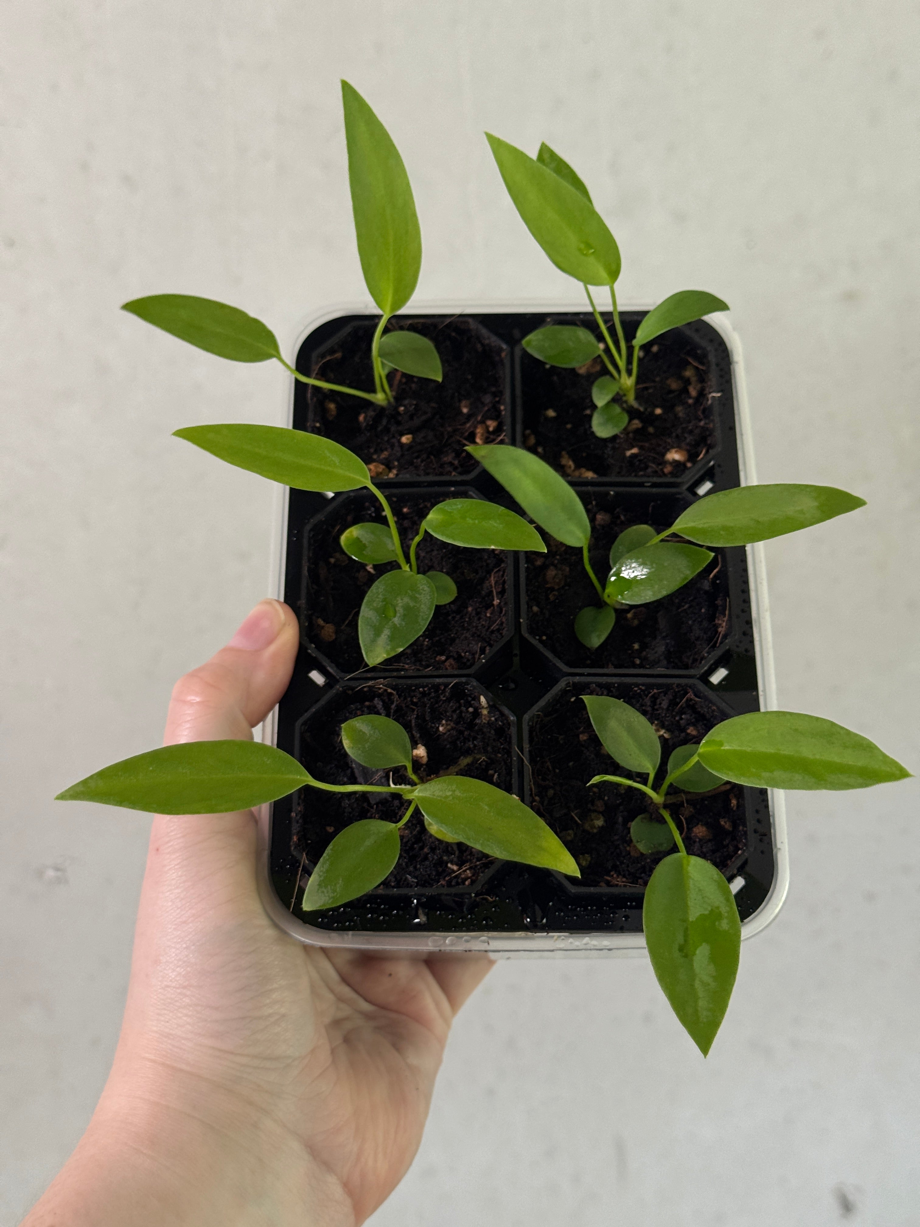 SMUKHI Anthurium Pallidiflorum plant with glossy green leaves and pale pink spathes, indoor tropical houseplant.