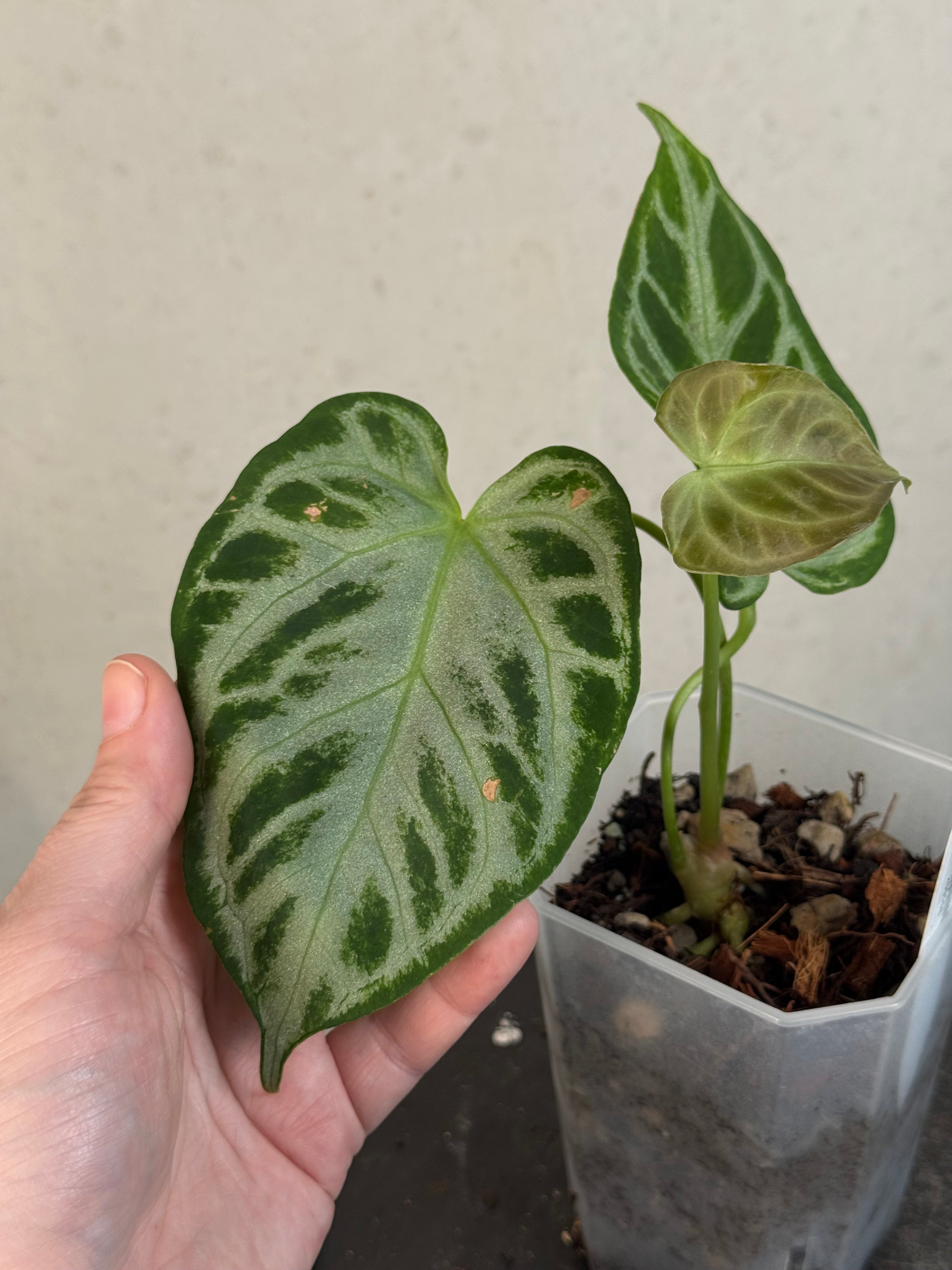 Anthurium 'Silver Blush'