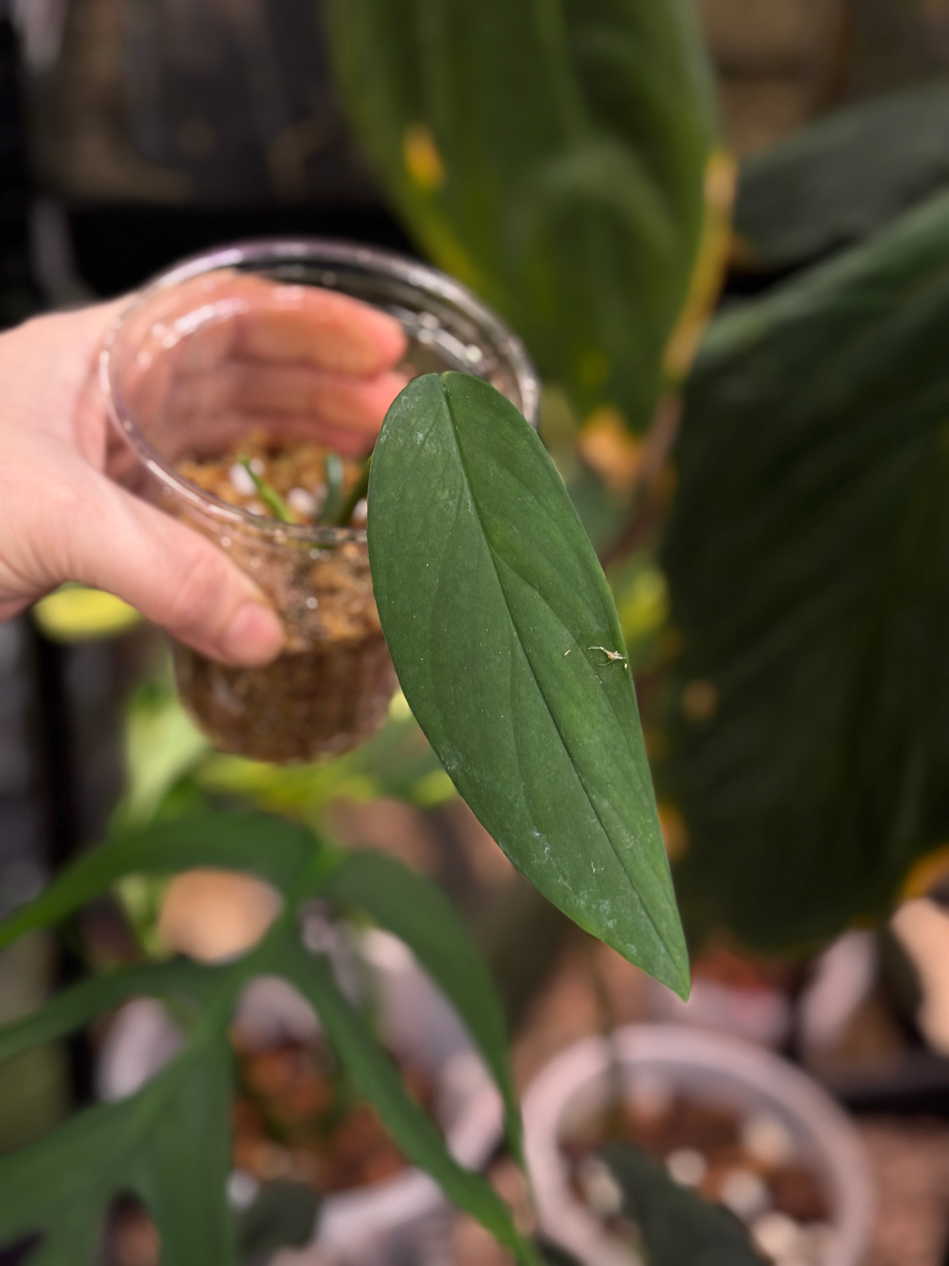 Monstera Croatii - SMUKHI