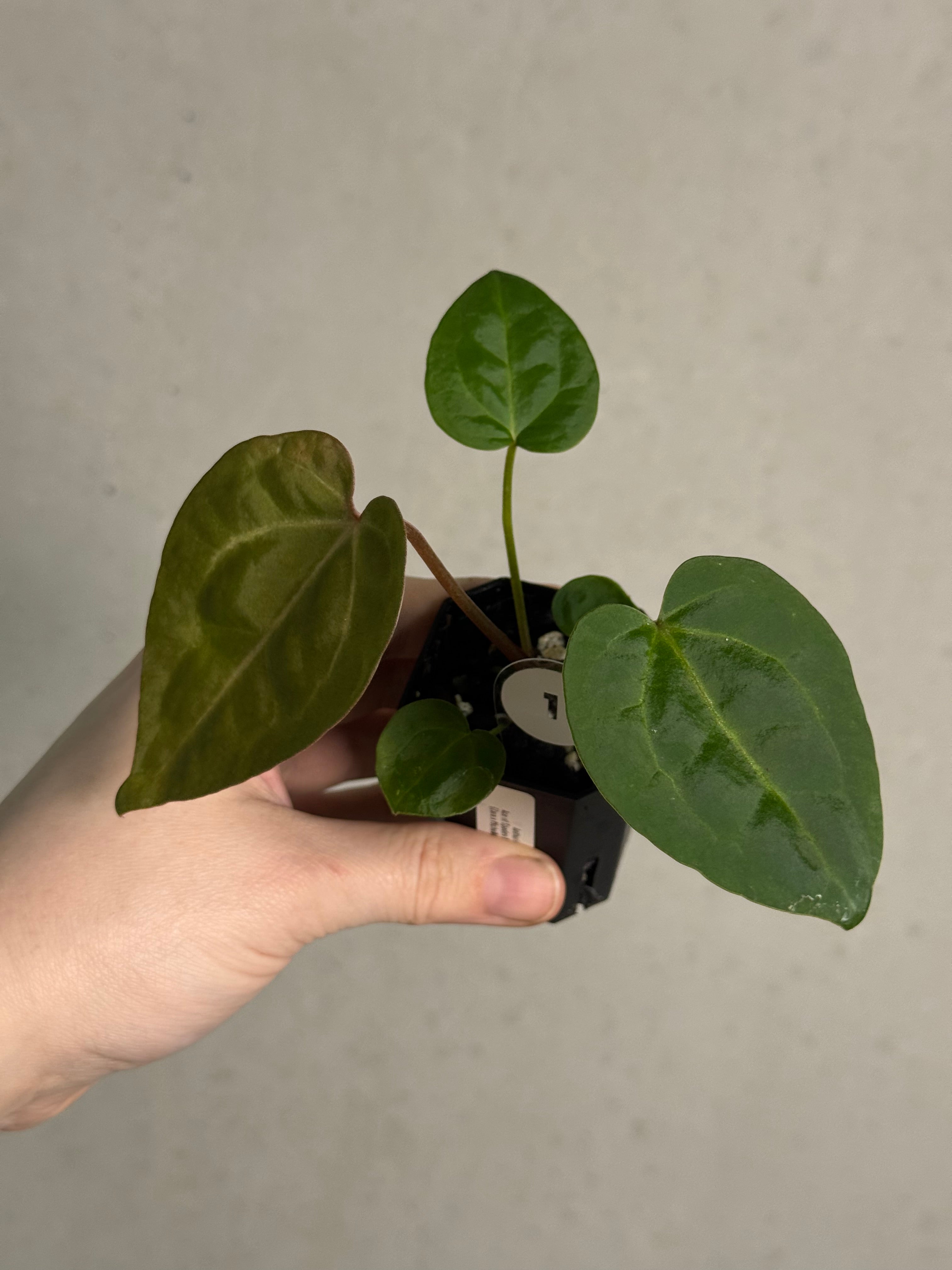 Anthurium Ace of Spades Dark Form x (Zara x Michelle) 'Selected' - SMUKHI