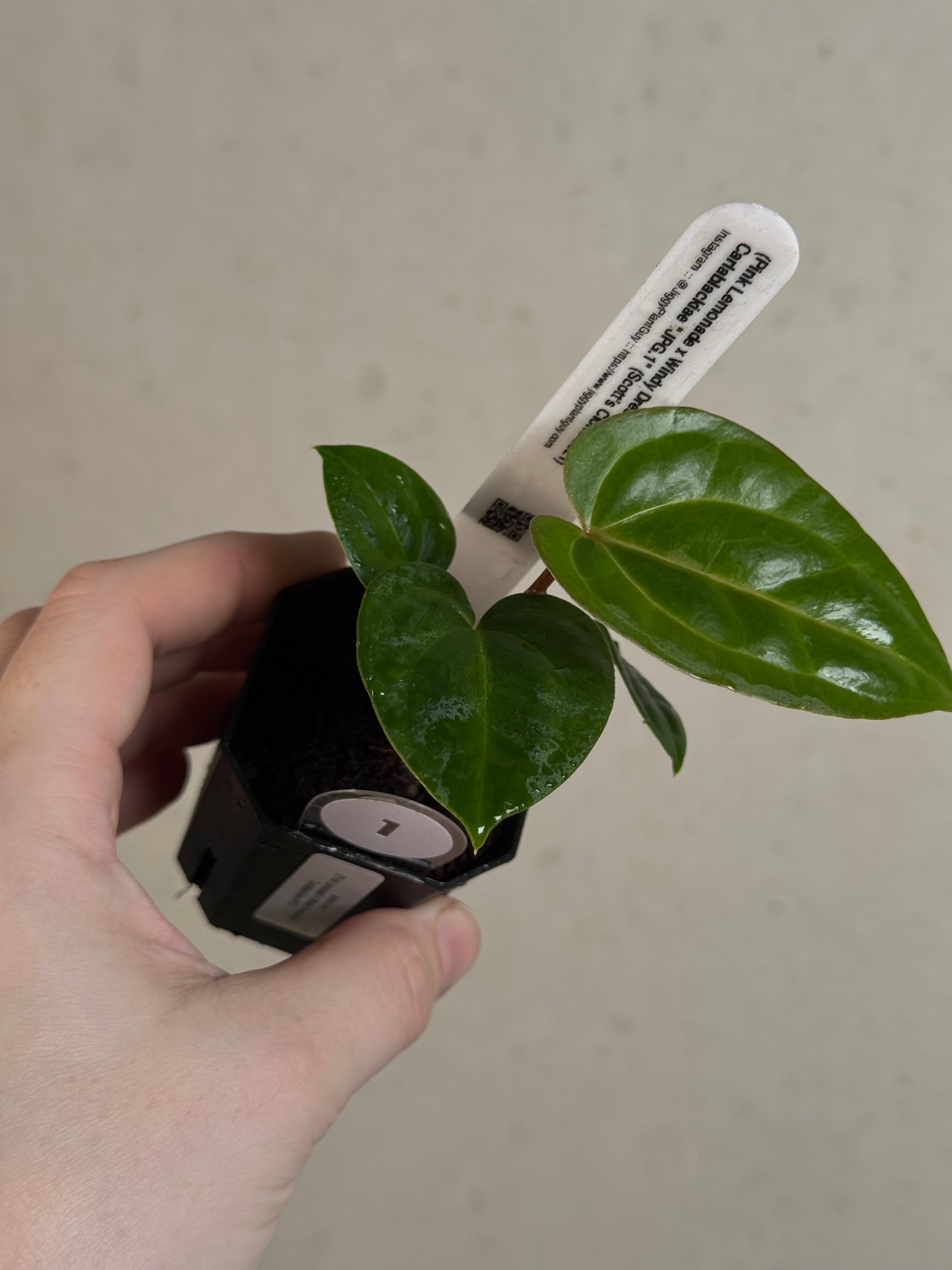 Anthurium (‘Pink Lemonade’ x Windy Dressleri) x Carlablackiae JPG.1