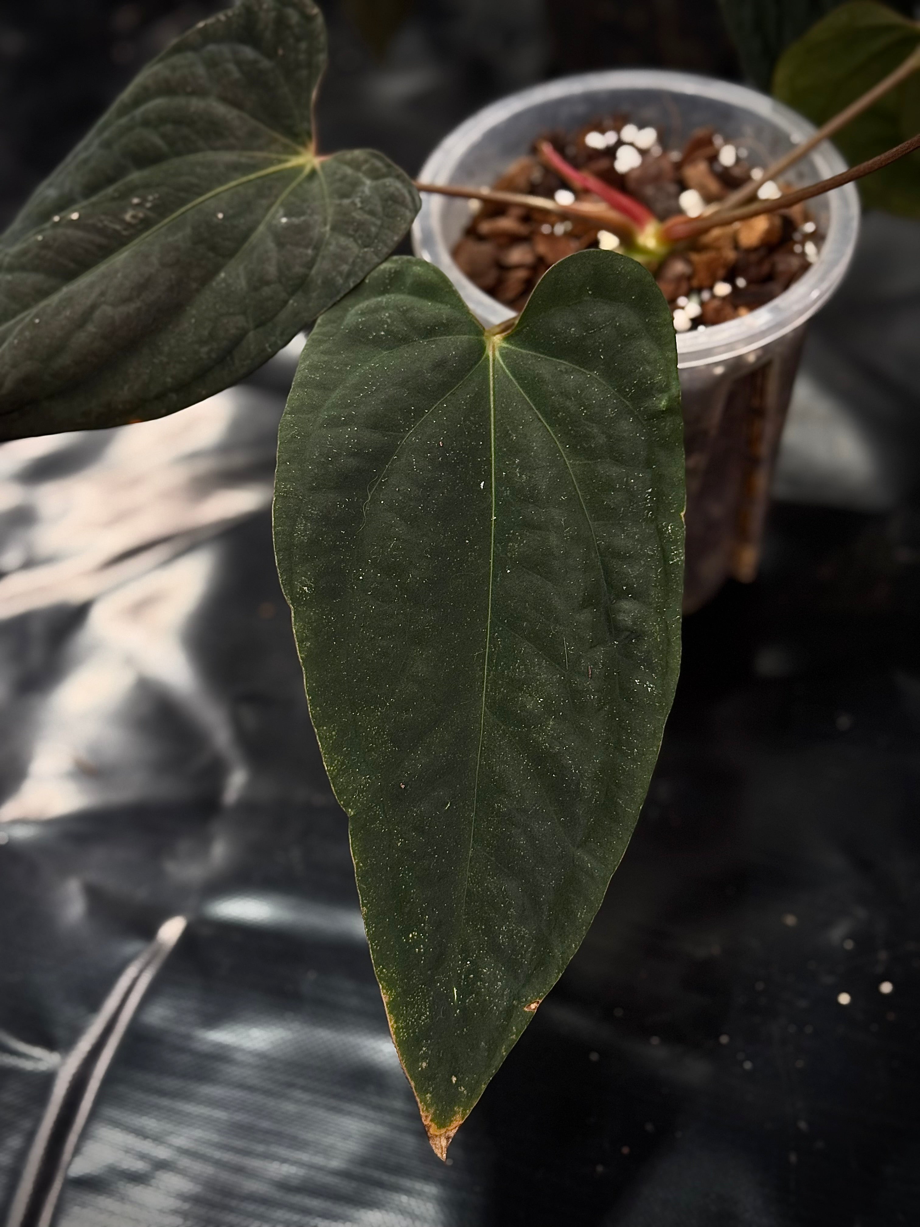 NFS: Anthurium (Papillilaminum RG x Eastern Dressleri) x BVEP