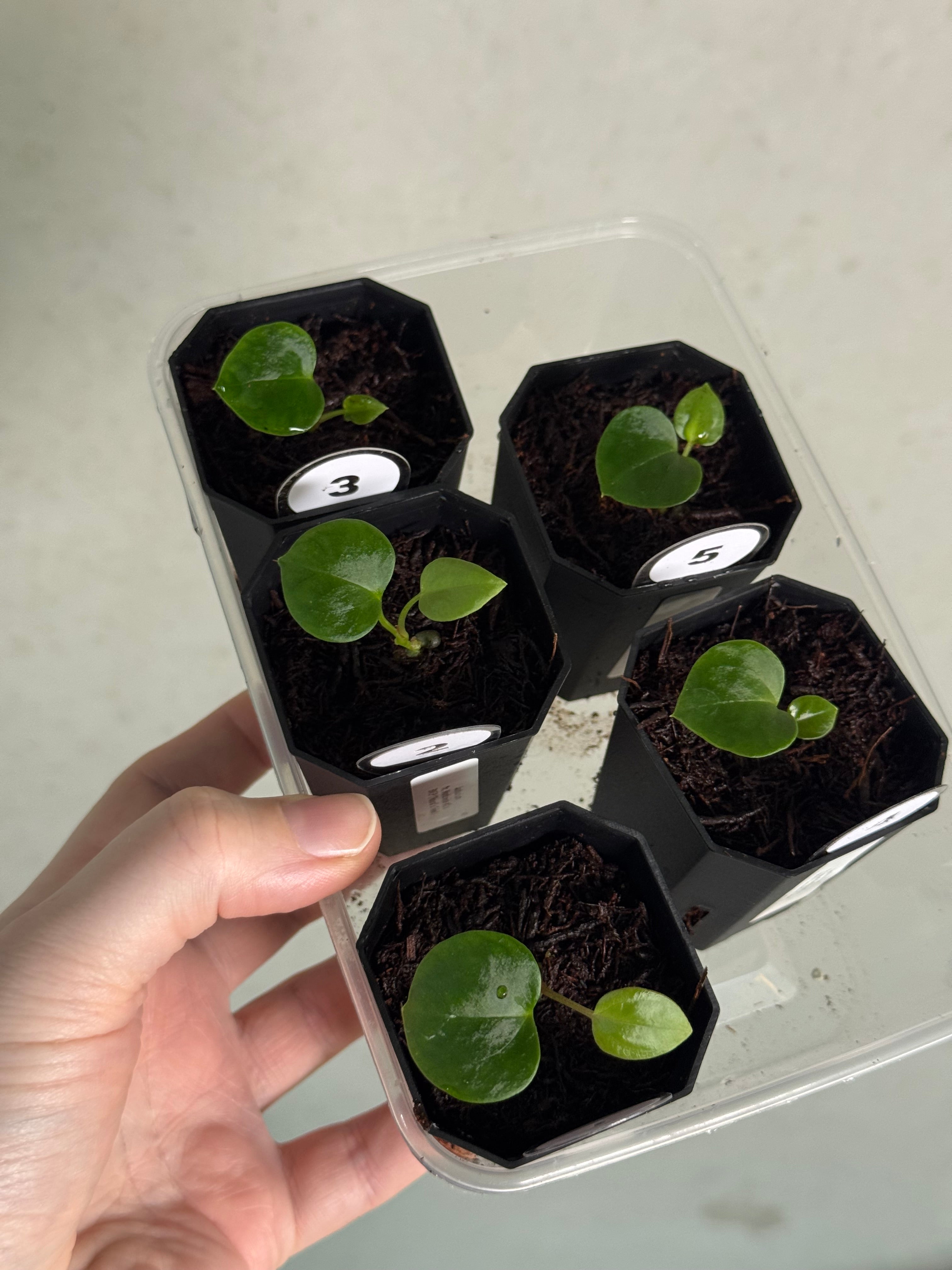 Anthurium Mr. Worldwide #2 x BVEP (‘Round’ x ‘Felix’) - SMUKHI