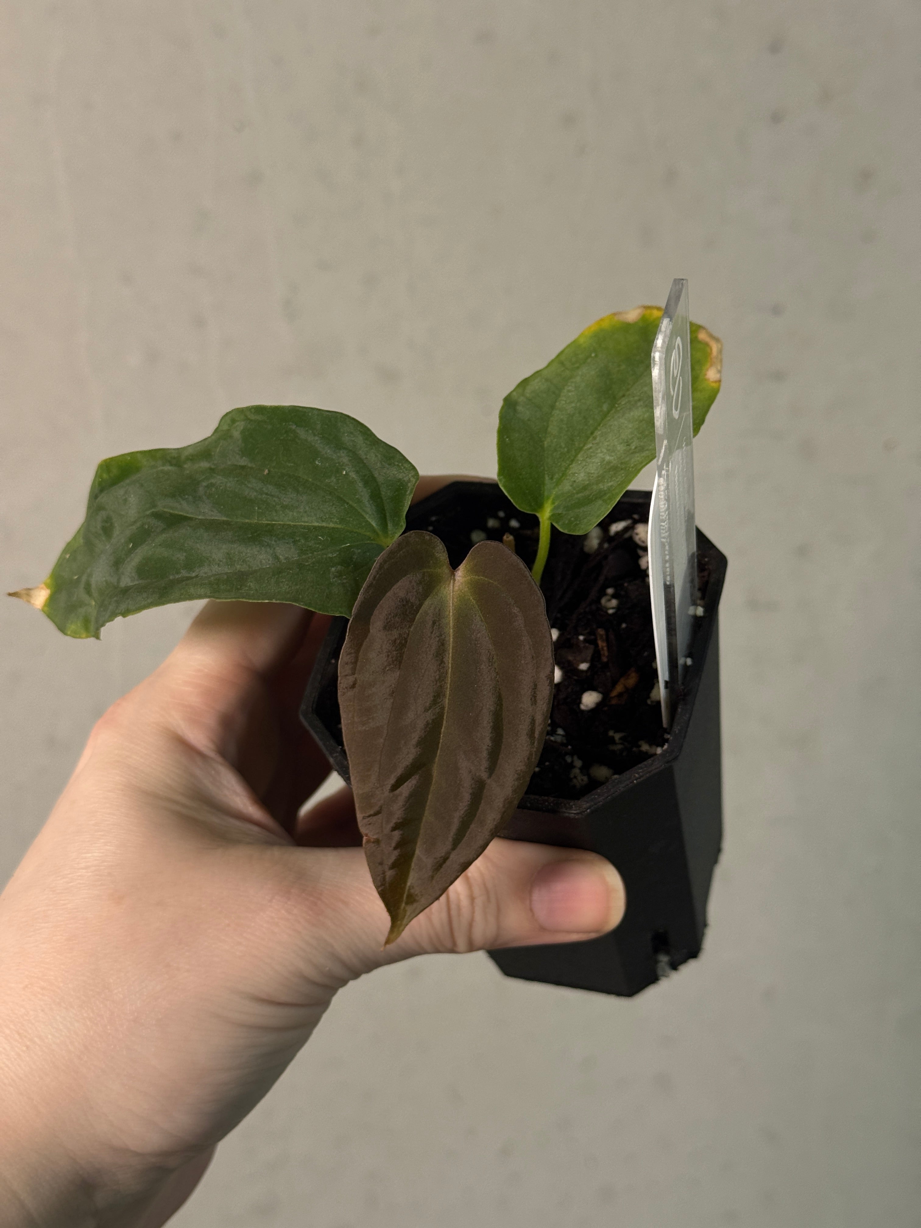 Anthurium BVEP ('Round' x RA1) x (WU1 x 'Oliver') - SMUKHI