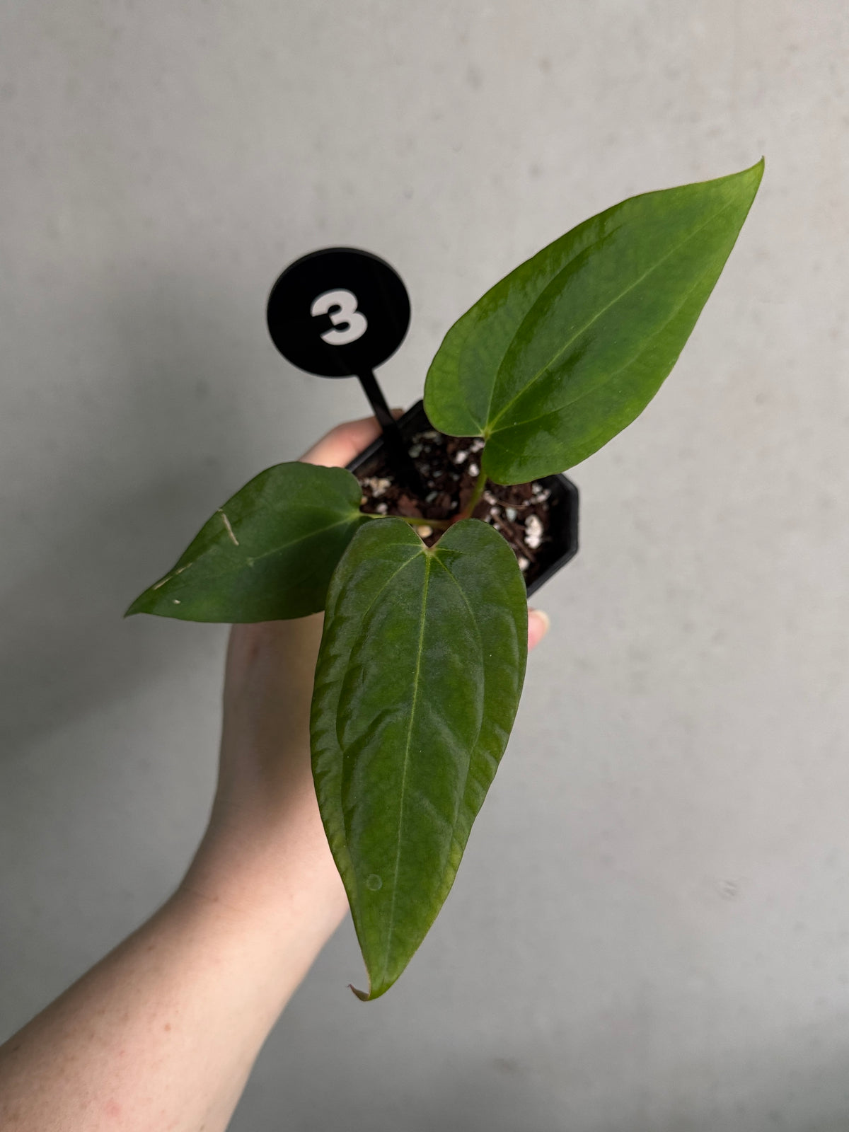Crystallinaminum Anthurium BVEP plant with glossy green leaves and striking leaf patterns, labeled 'Ruin' x Portillae 'Dorito'.