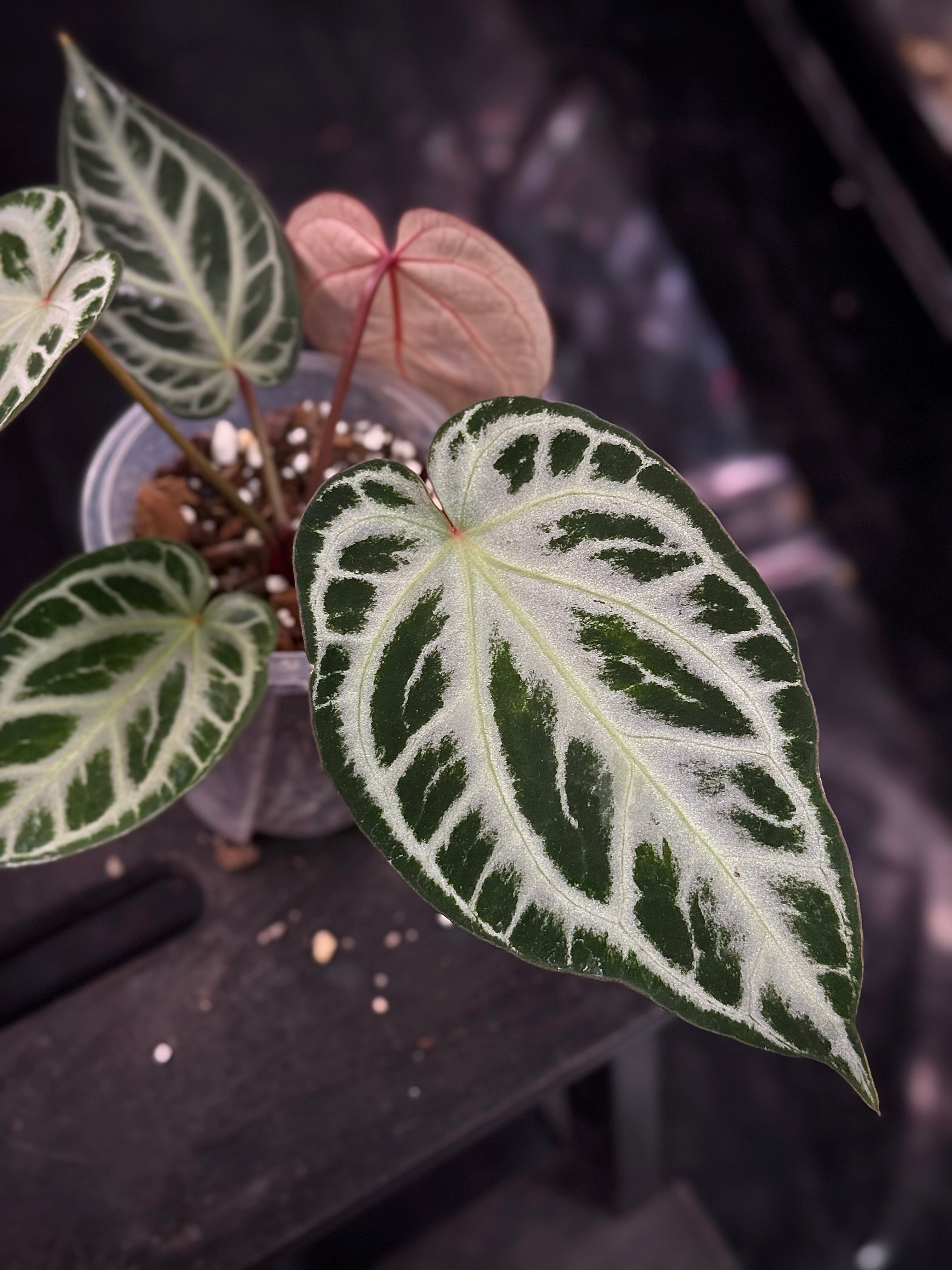 NFS: Anthurium Red Crystal Blush '2' x '1' - SMUKHI