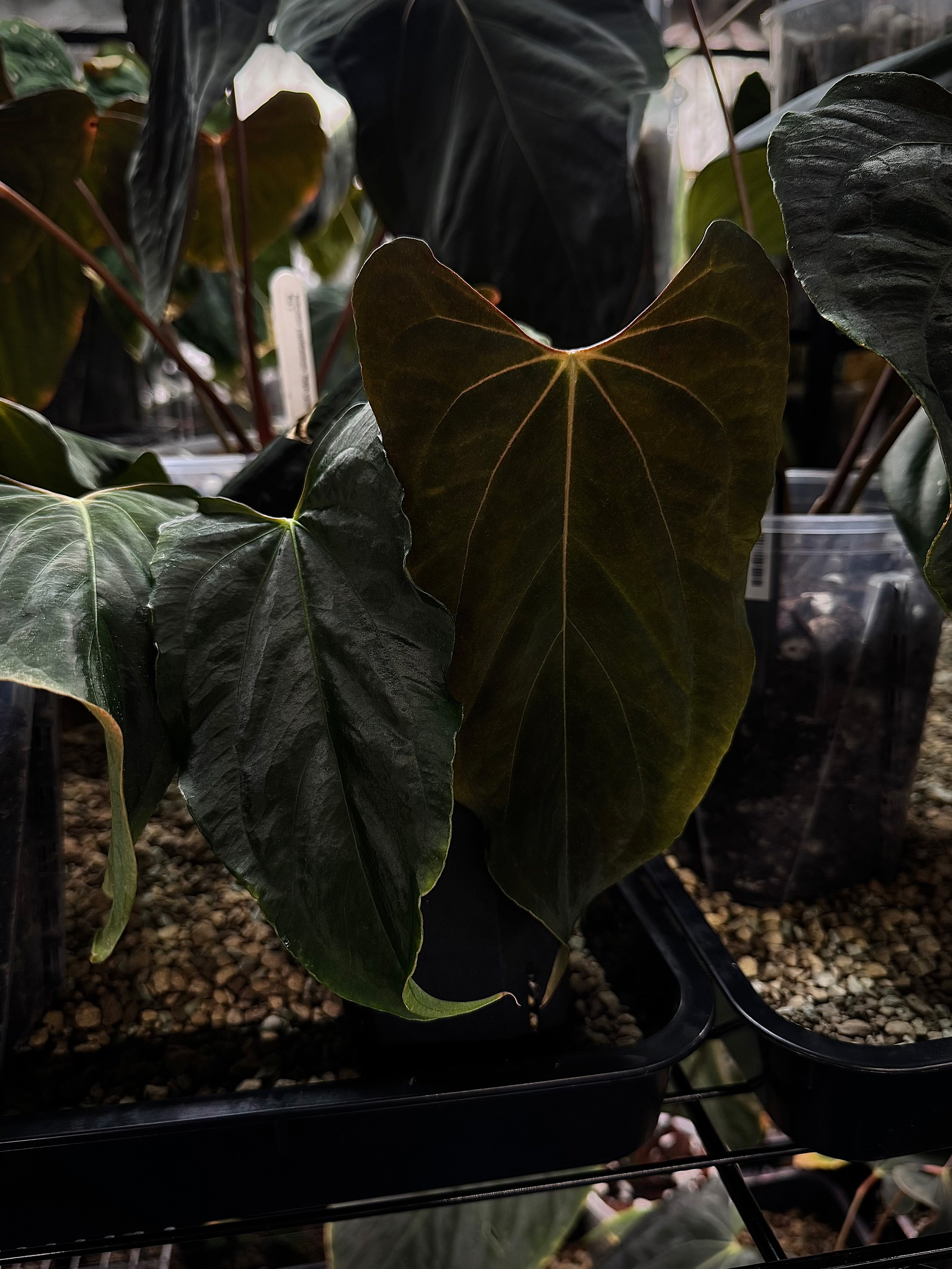 NFS: Anthurium Ralph Lynam S1 - SMUKHI