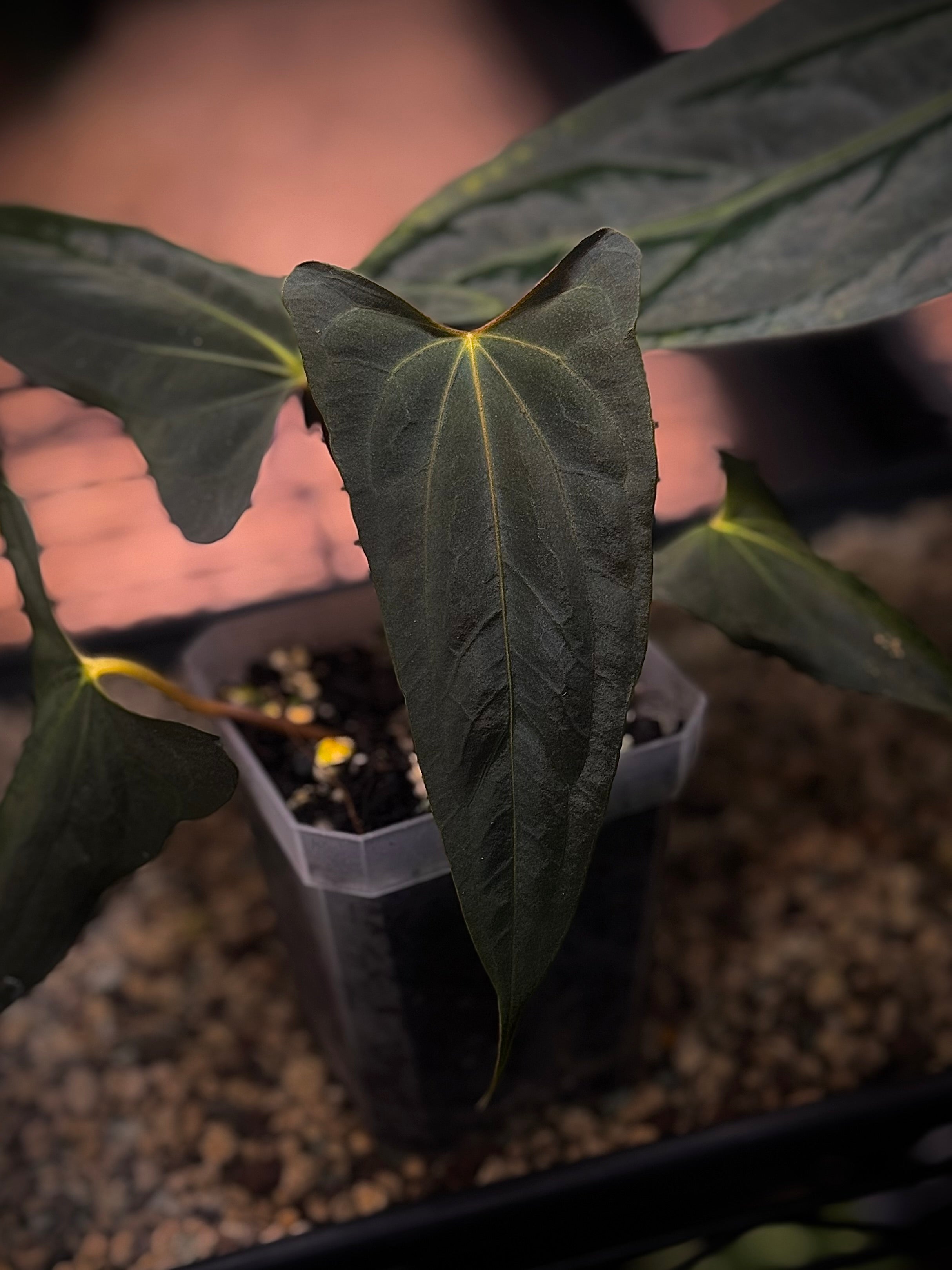 NFS: Anthurium FSxRL 'Shadow Reaper'