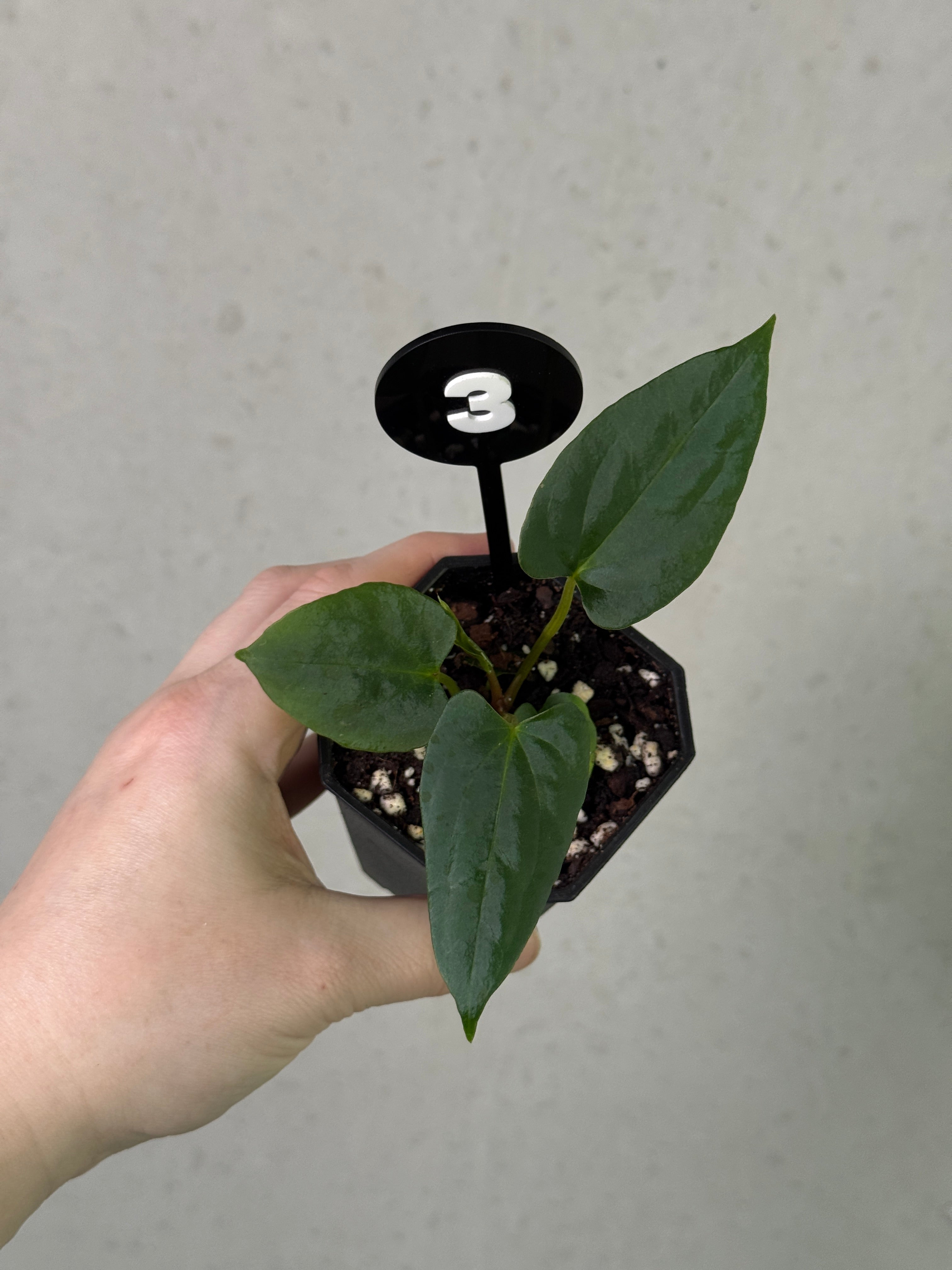 Anthurium 'Shadow Reaper' × Papillilaminum x Dressleri plant from Crystallinaminum with dark green leaves and vibrant spathes.