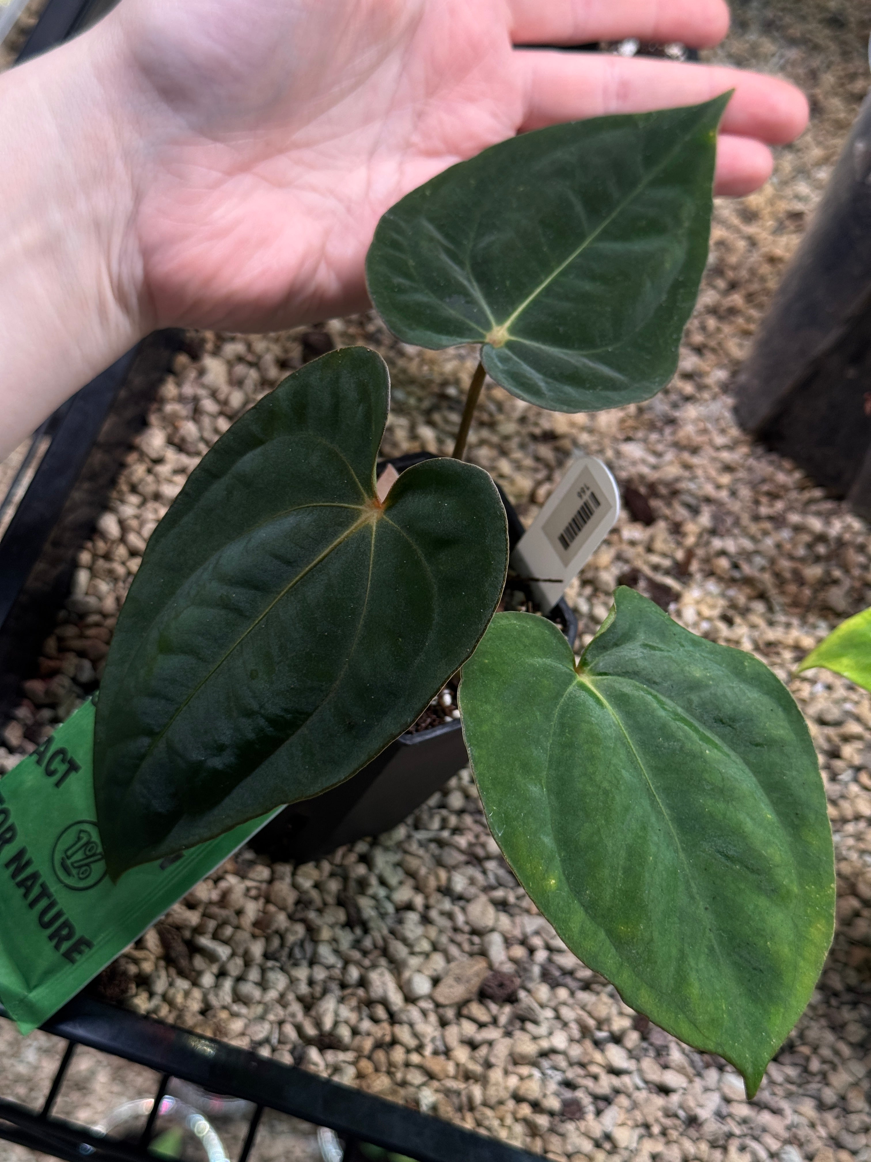 Anthurium 'Widowmaker' (Carlablackiae GPH-001 x BVEP 'Round') x Papillilaminum RA6 - Clone