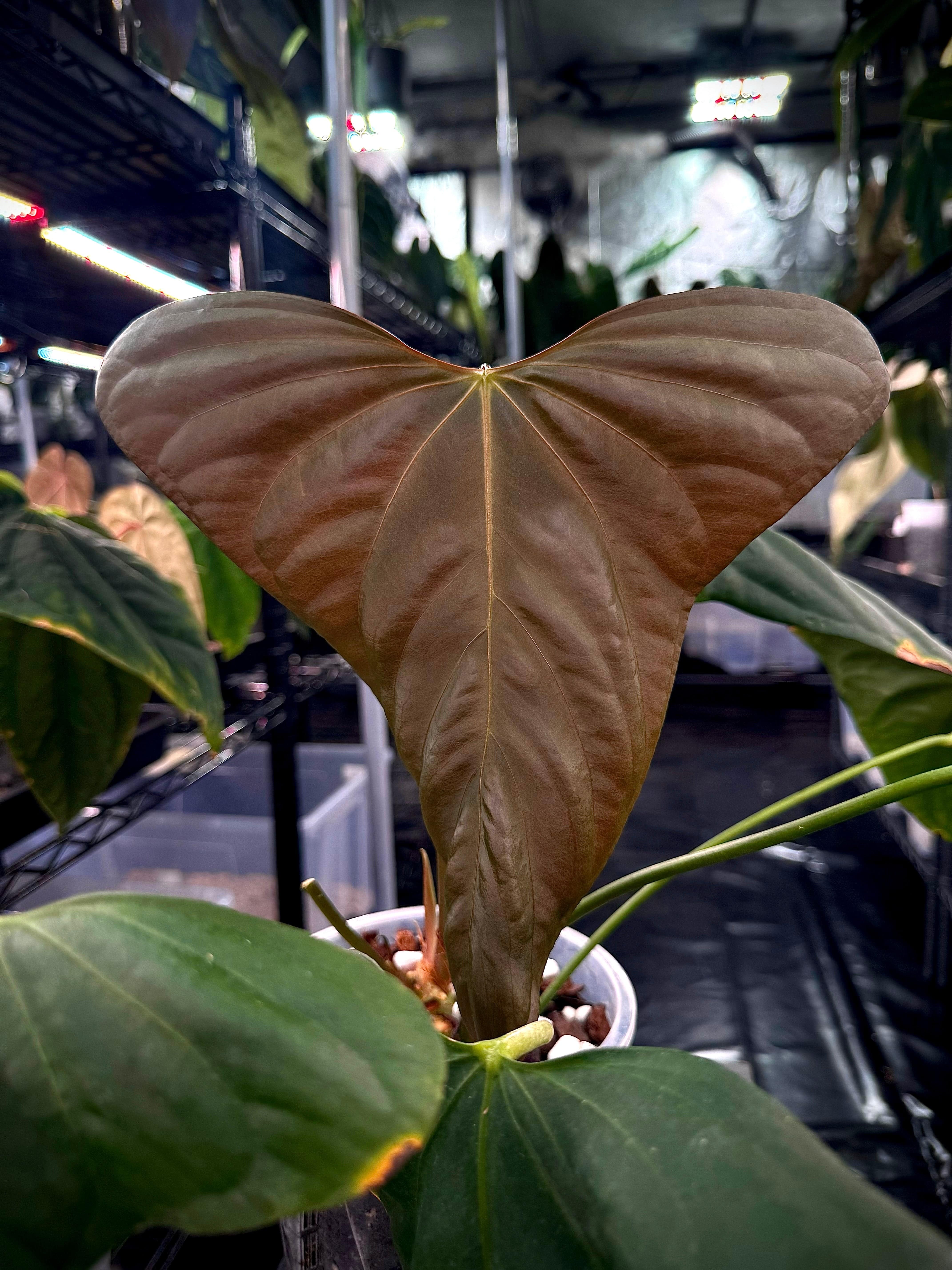 Anthurium ('Cobra' x Fort Sherman) x Indo Portillae or self - SMUKHI