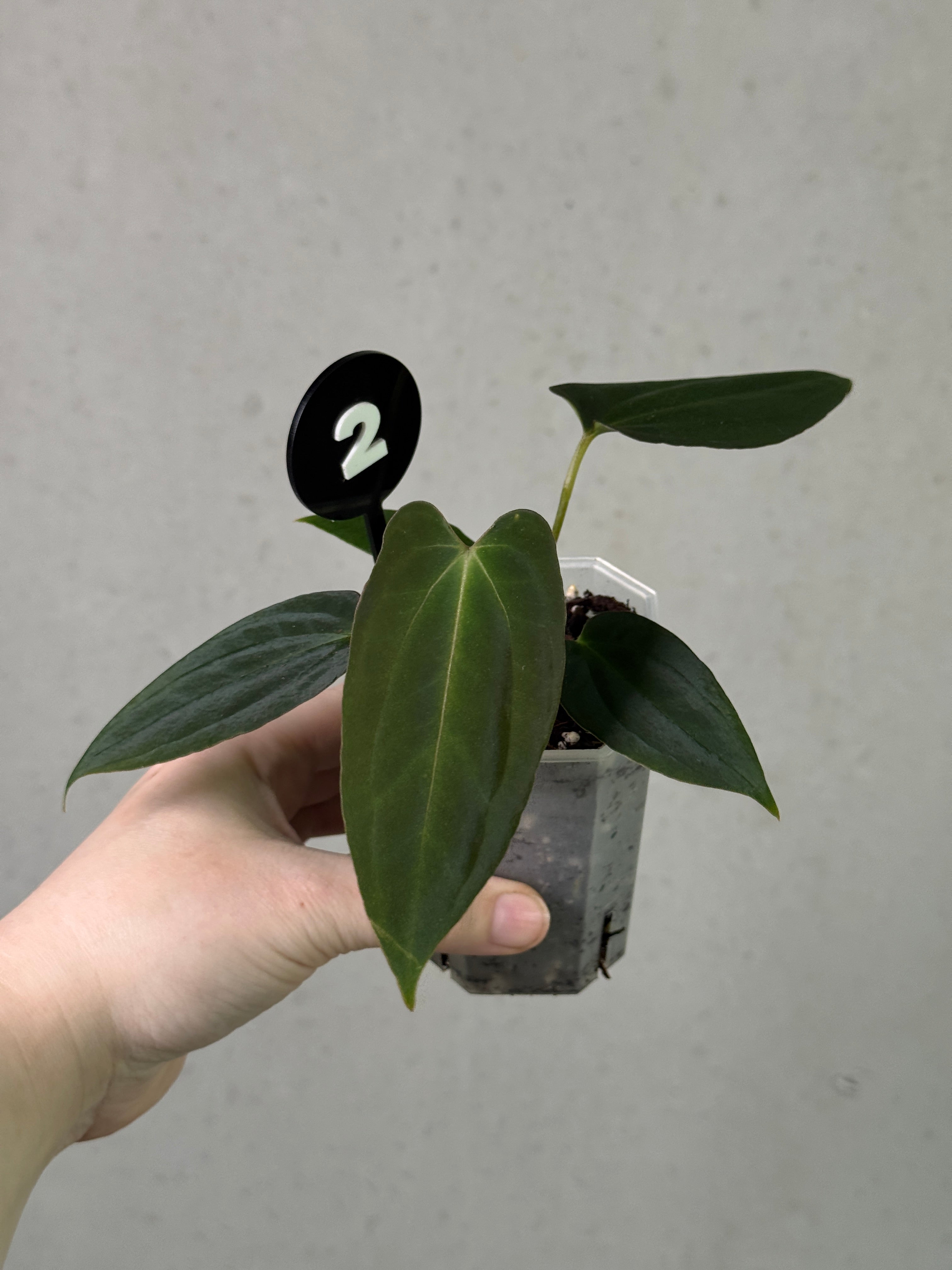 Crystallinaminum Anthurium Portillae 'Dorito' x BVEP plant with dark green, glossy leaves and vibrant red spathes in a lush setting.