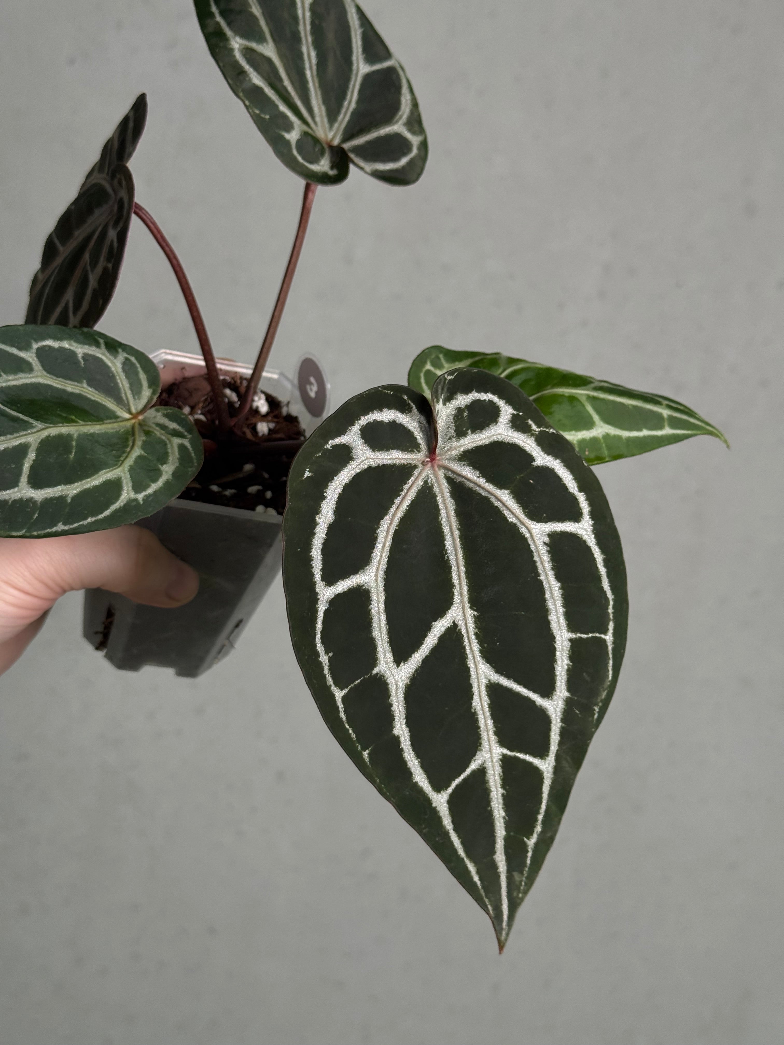 Anthurium DocBlock Michelle - SMUKHI