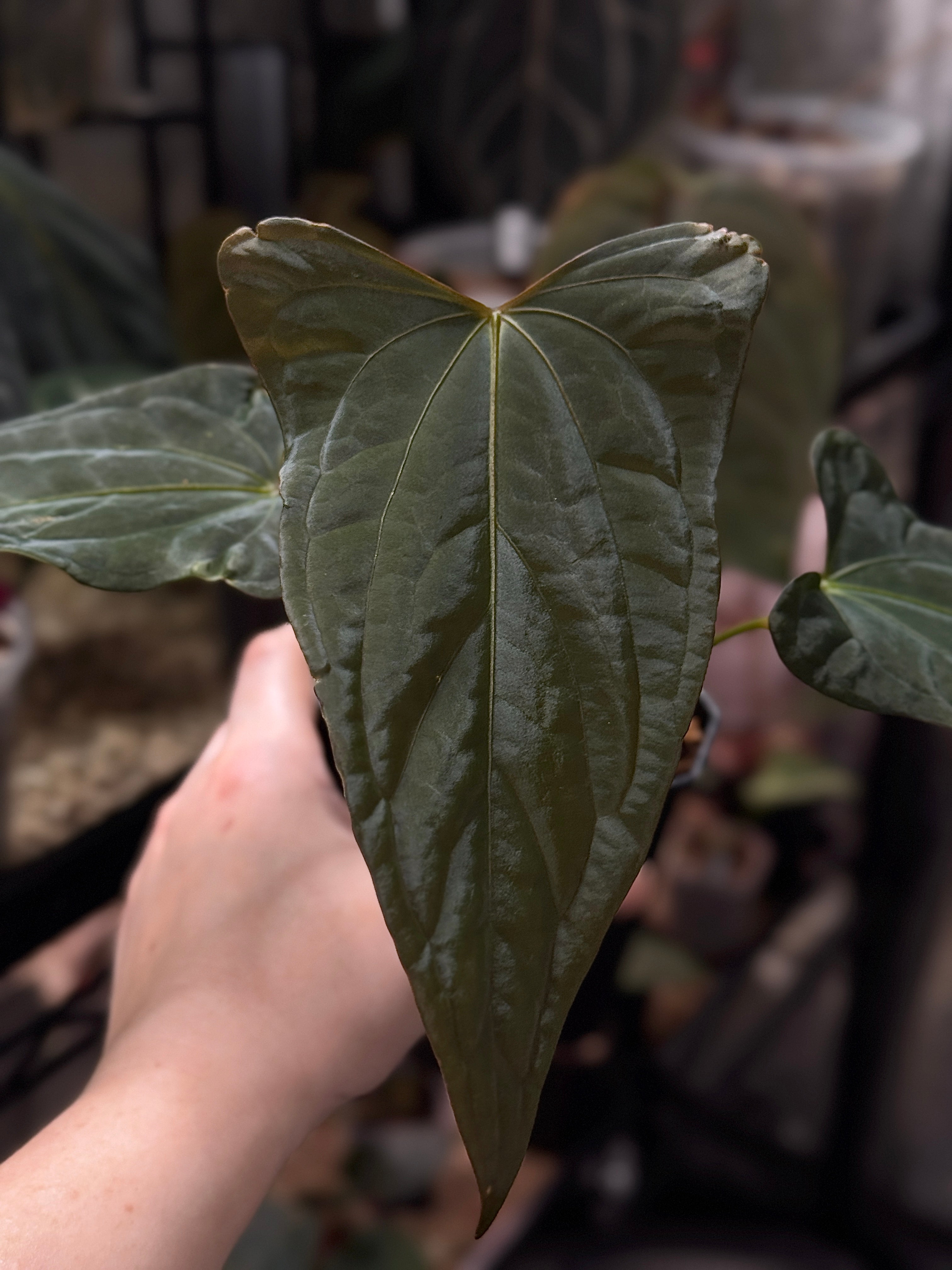 NFS: Anthurium Indo Portillae x RVDP