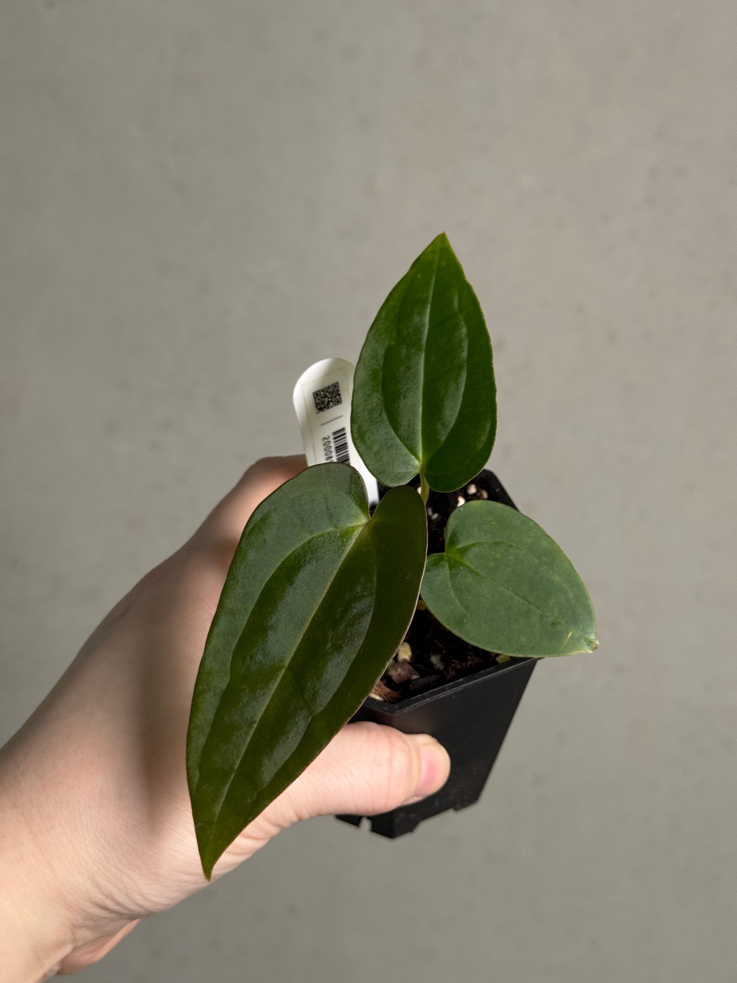Anthurium (BVEP x Luxurians) x Carlablackiae ('Round' x GPH-001) - SMUKHI