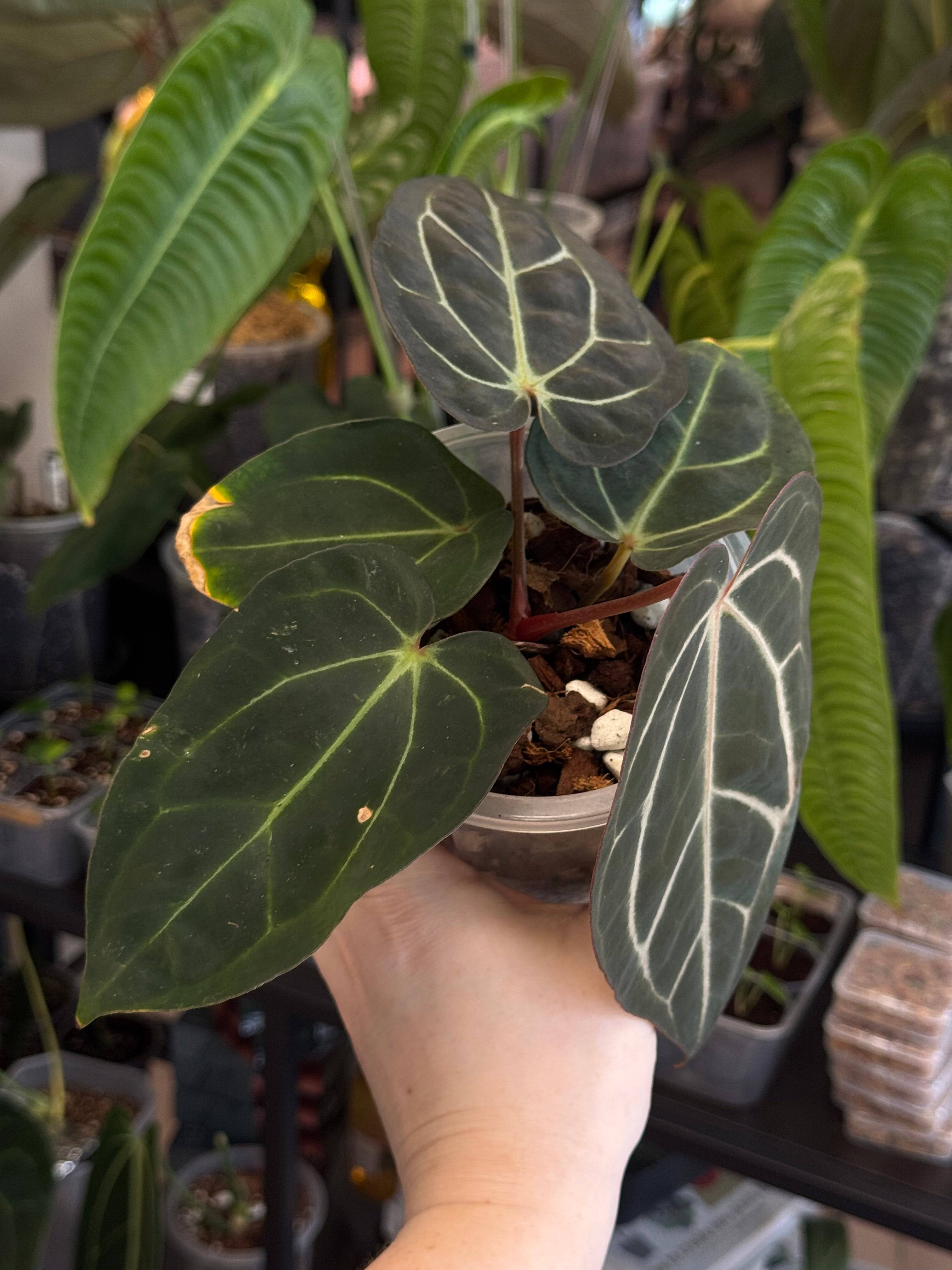 NFS: Anthurium Carlablackiae 'District' x BUZ1 - SMUKHI