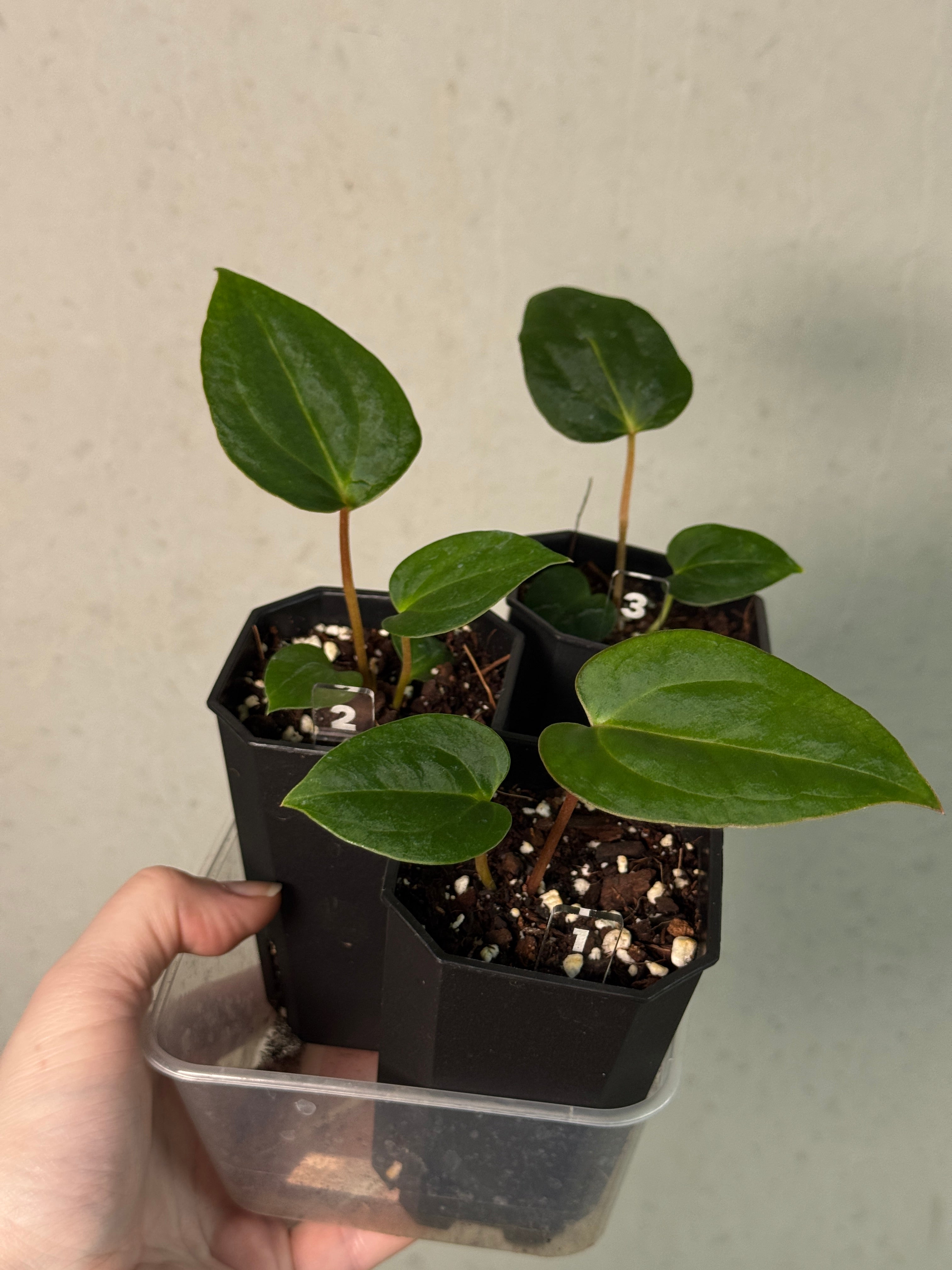 Anthurium Fort Sherman S1 x NSE Carlablackiae x