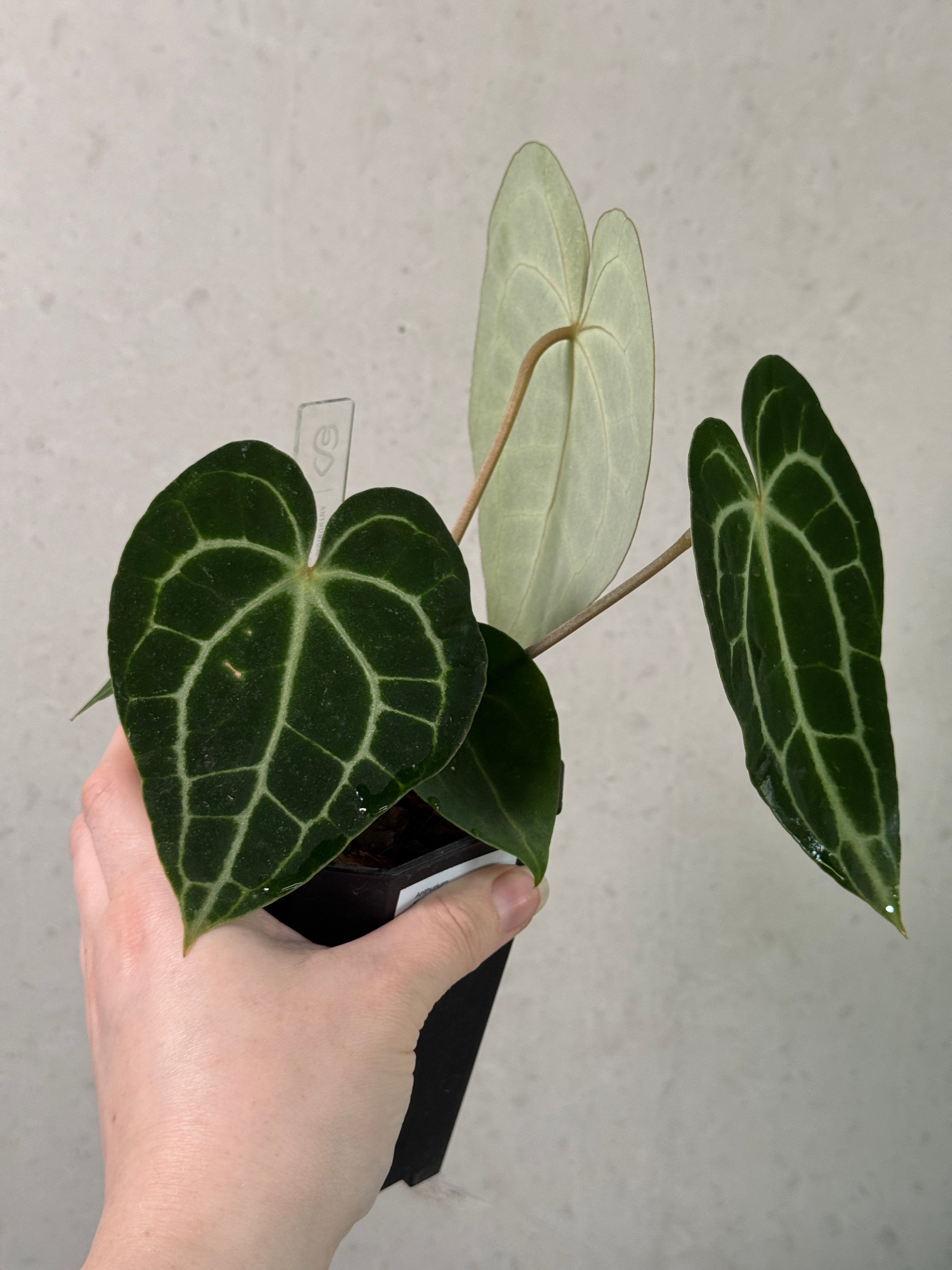 Anthurium King Clarinervium ‘Sulanjana’