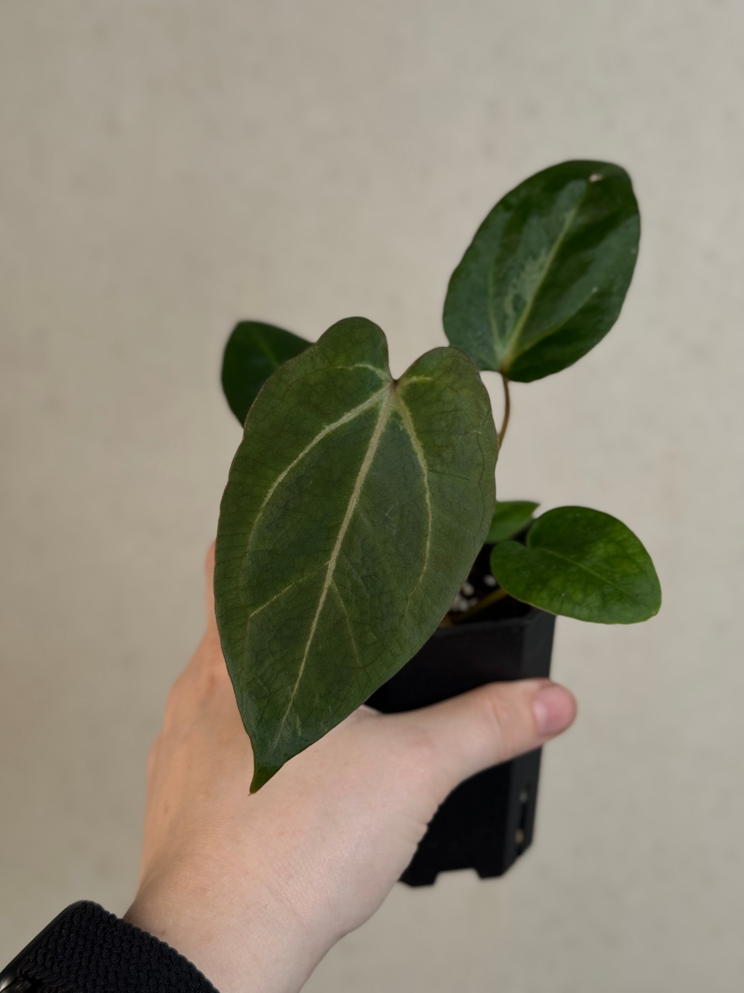 Anthurium Carlablackiae RA10 S1 x Dressleri ‘Obsidian’