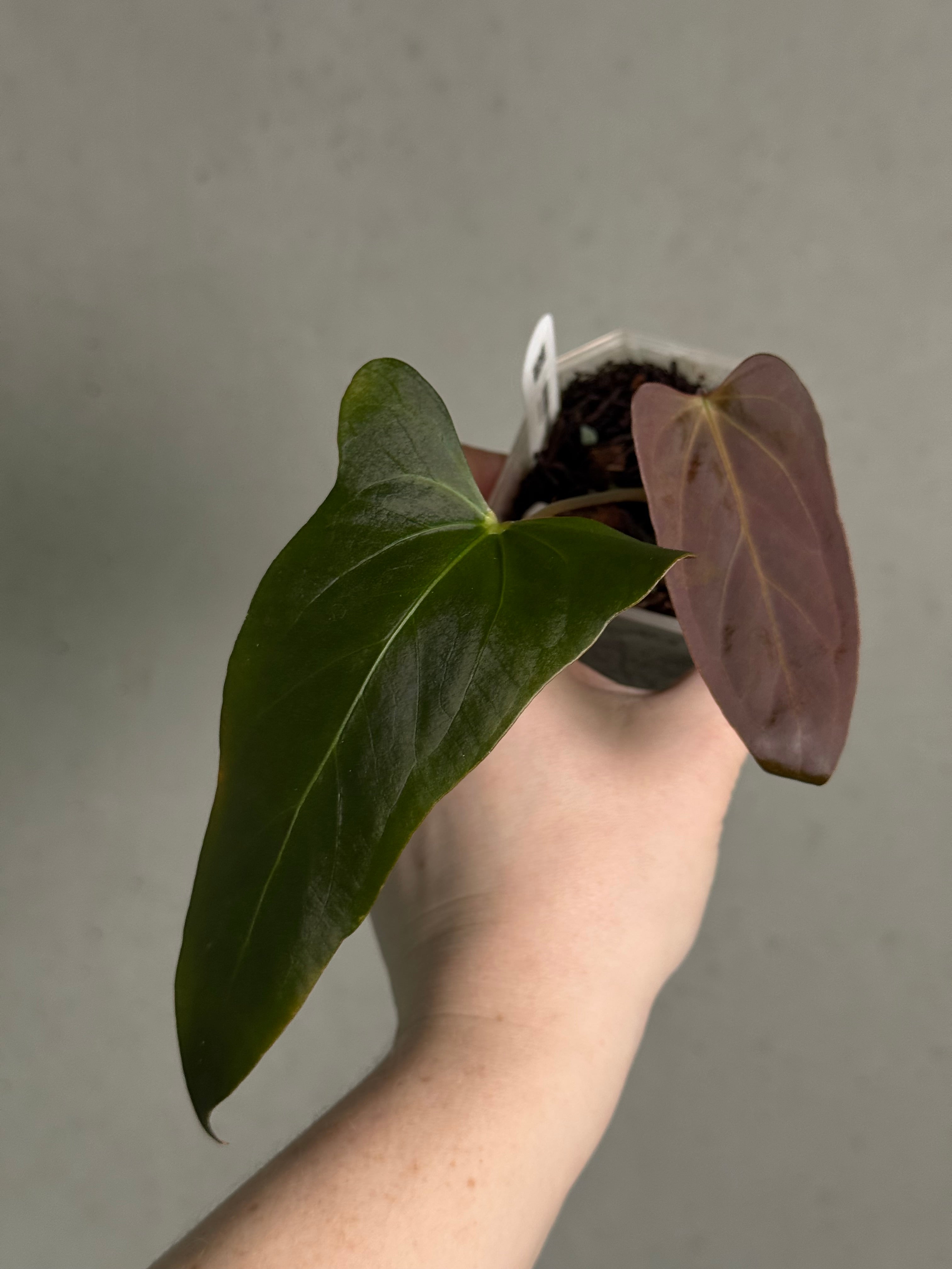 Anthurium Papillilaminum XOne x Indo Portillae - Clone - SMUKHI