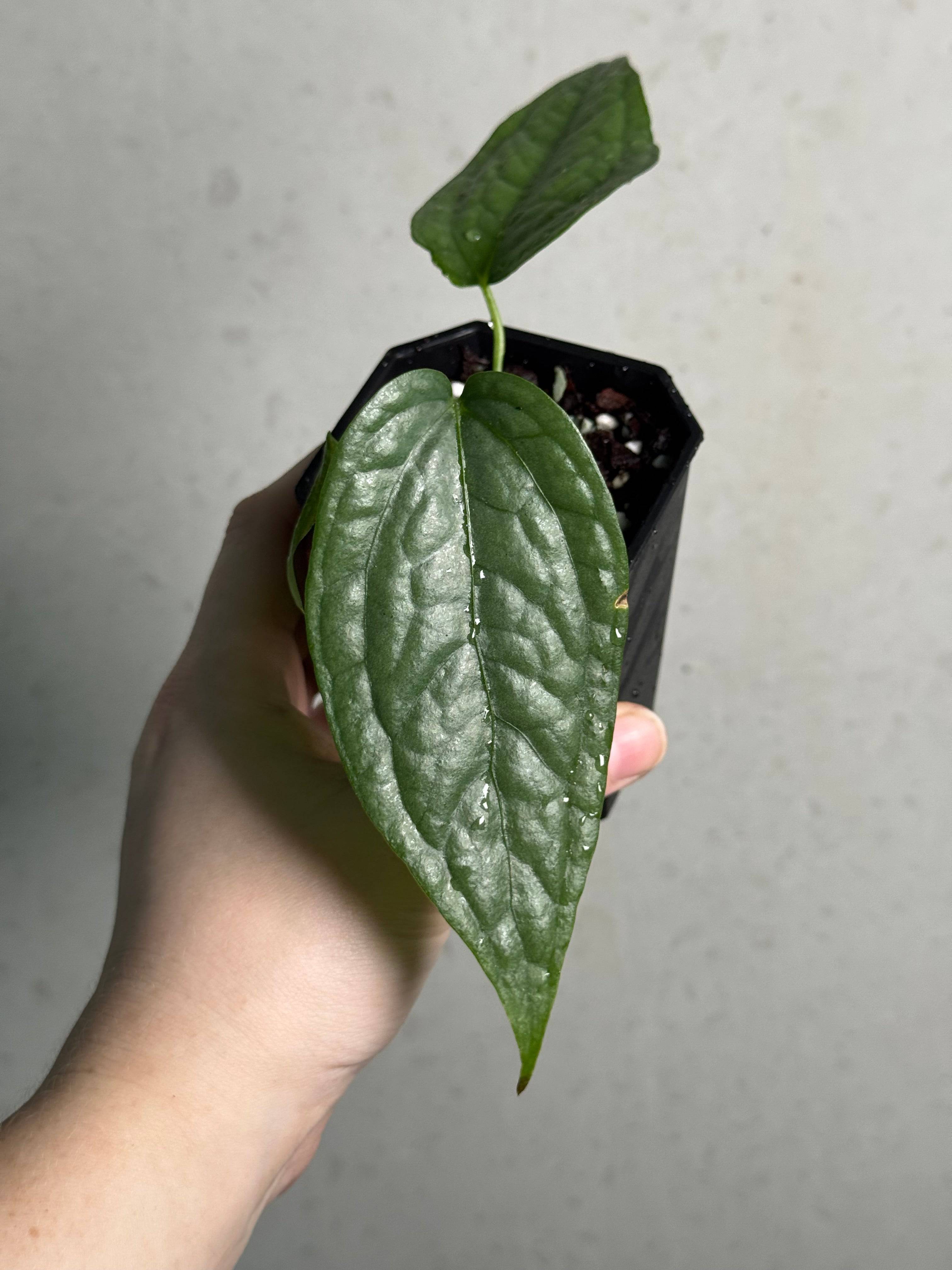 Anthurium sp. Limon - SMUKHI