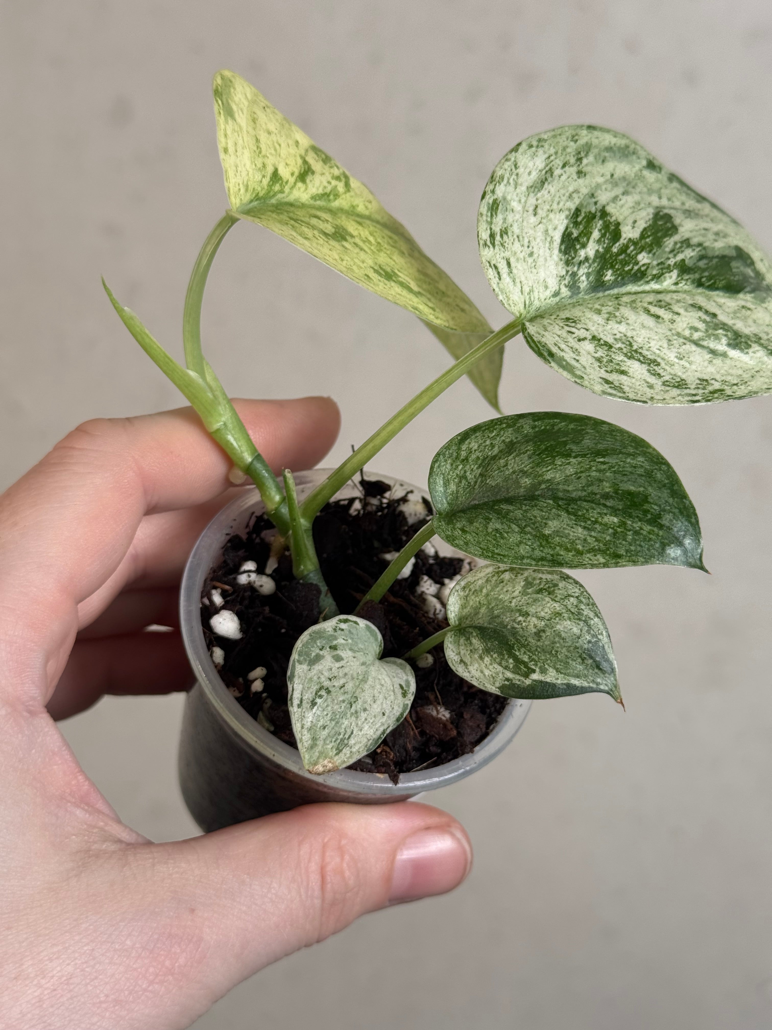 Scindapsus Jade Satin Marble Queen