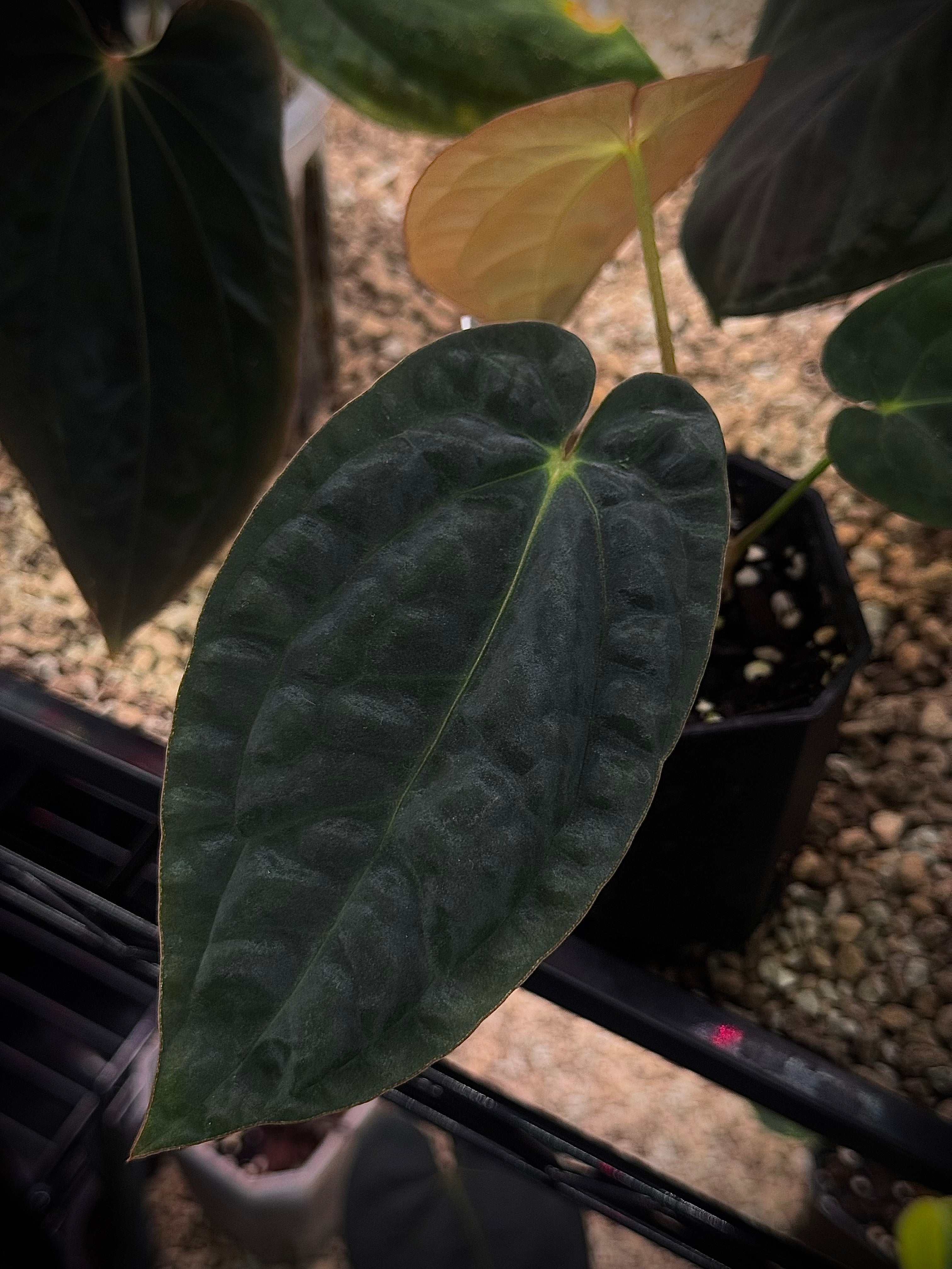 NFS: Anthurium BVEP ('Round' x RA1) x (WU1 x 'Oliver') - SMUKHI