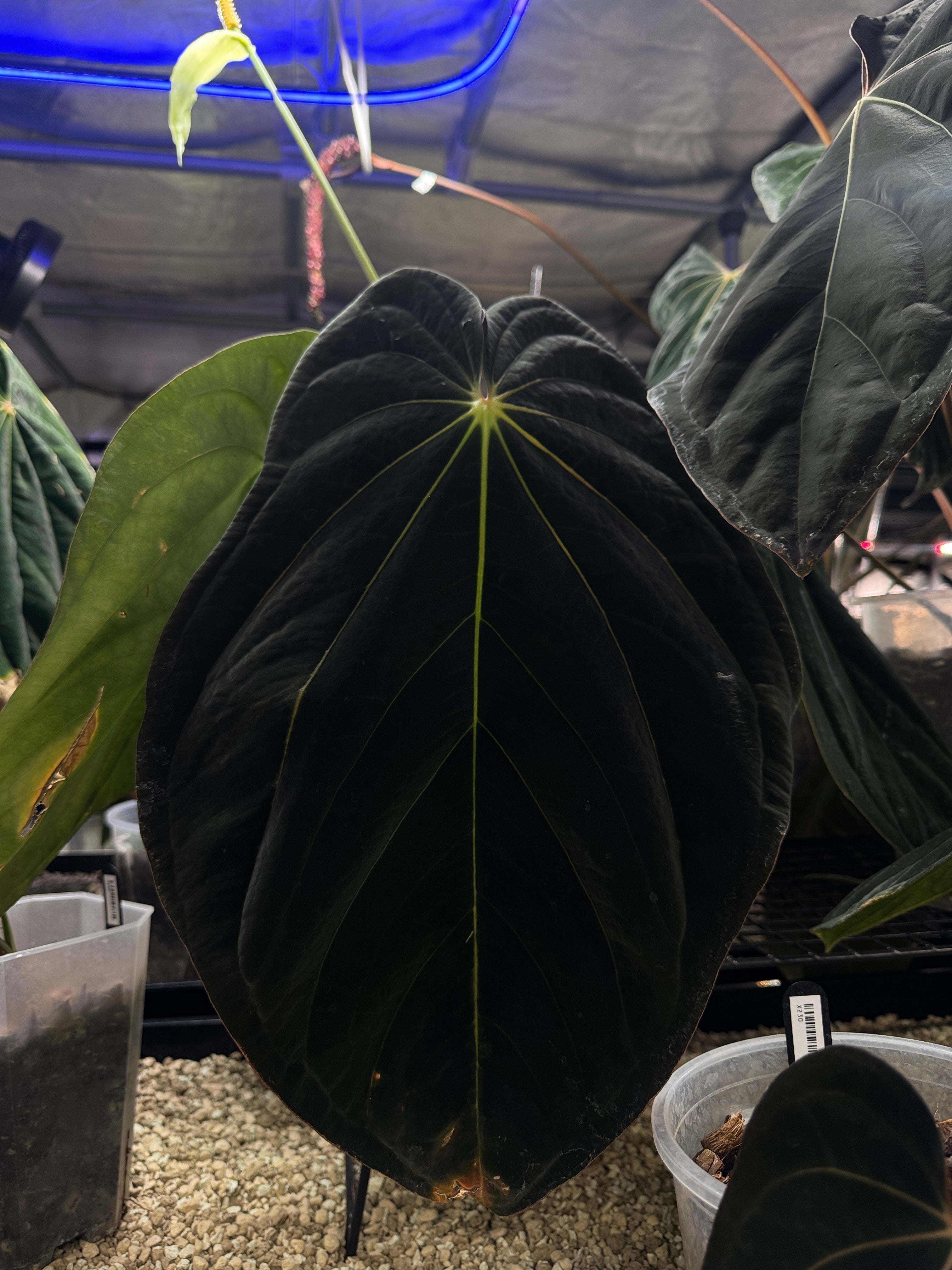Anthurium (Kunayalense x BVEP RA1) x BVEP RA1