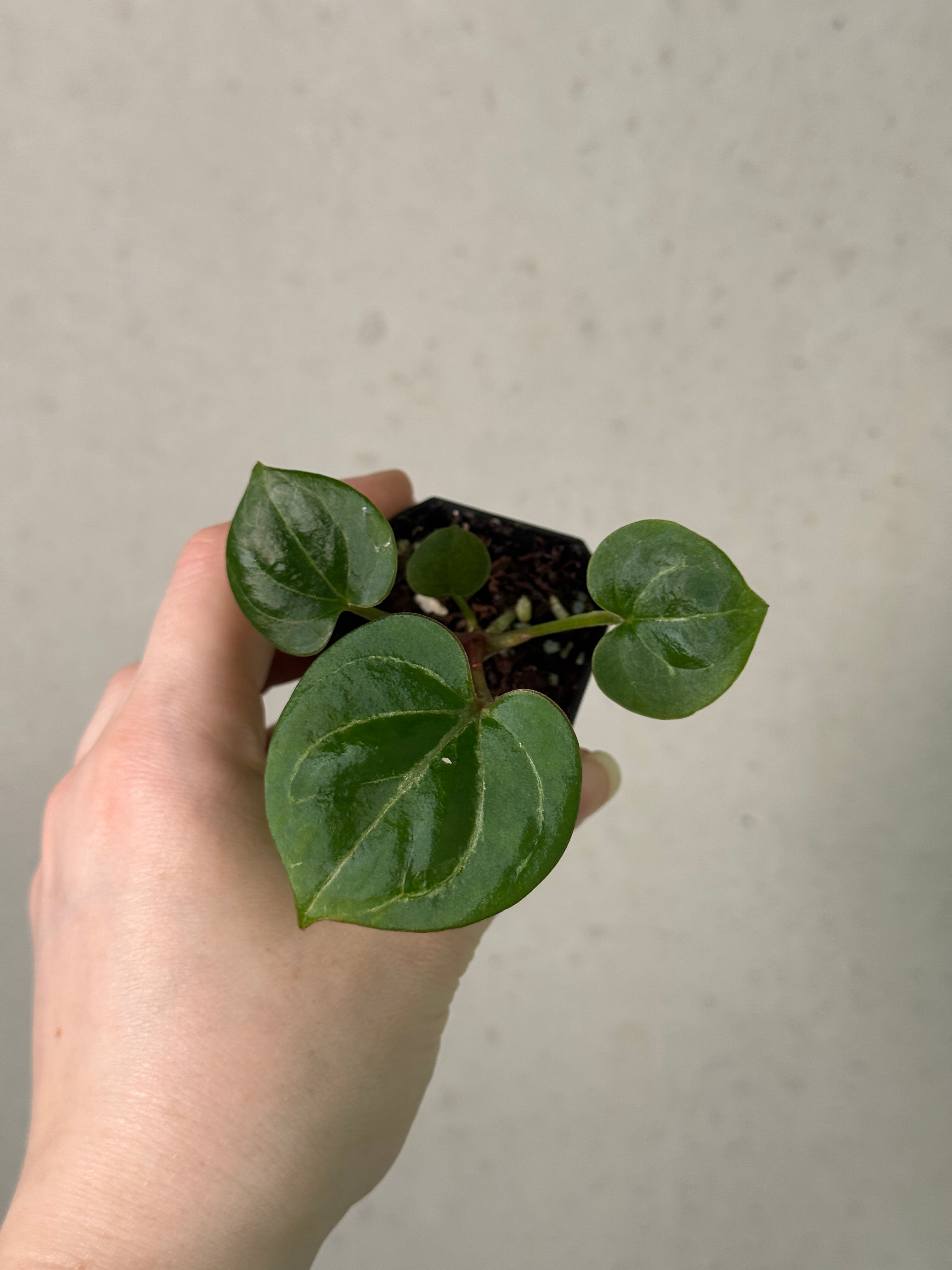 Anthurium HU ‘Round 1’ x ‘2’