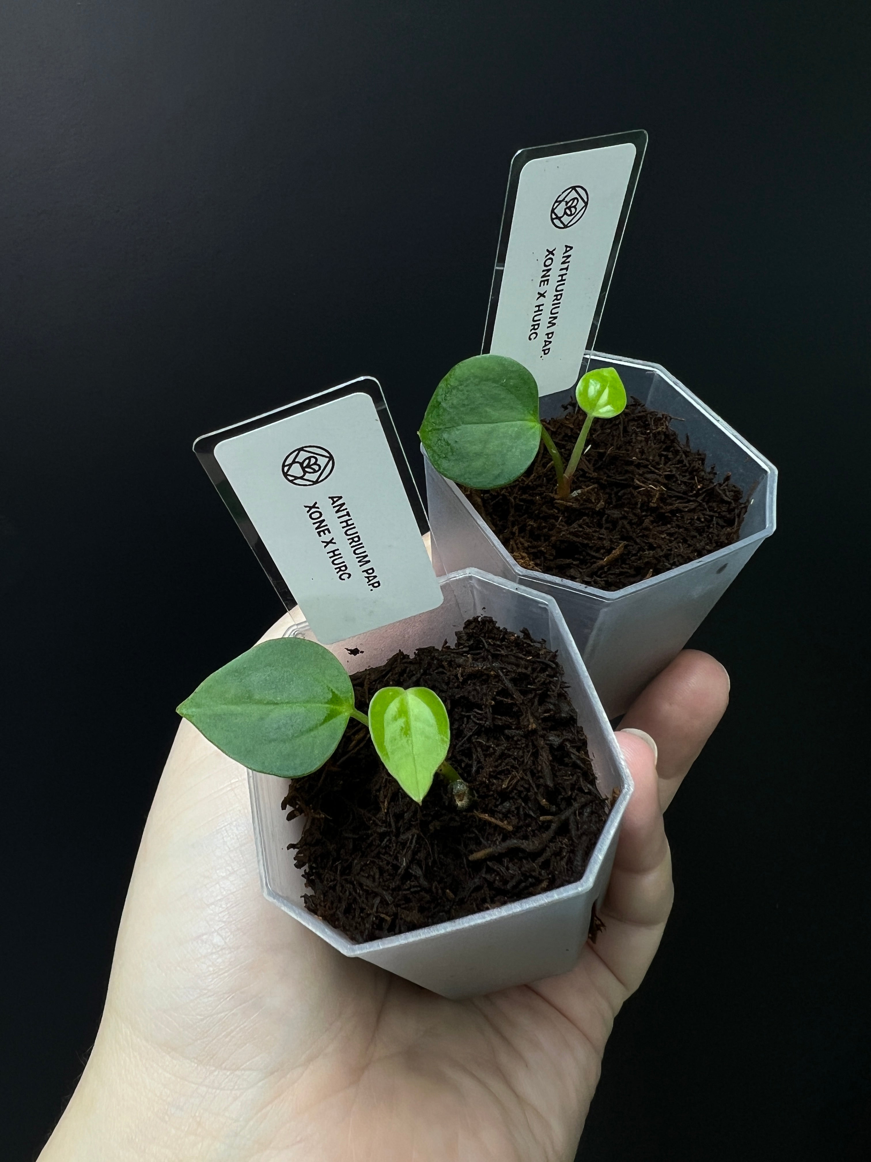 Anthurium Xone x HUxRC - Seedling