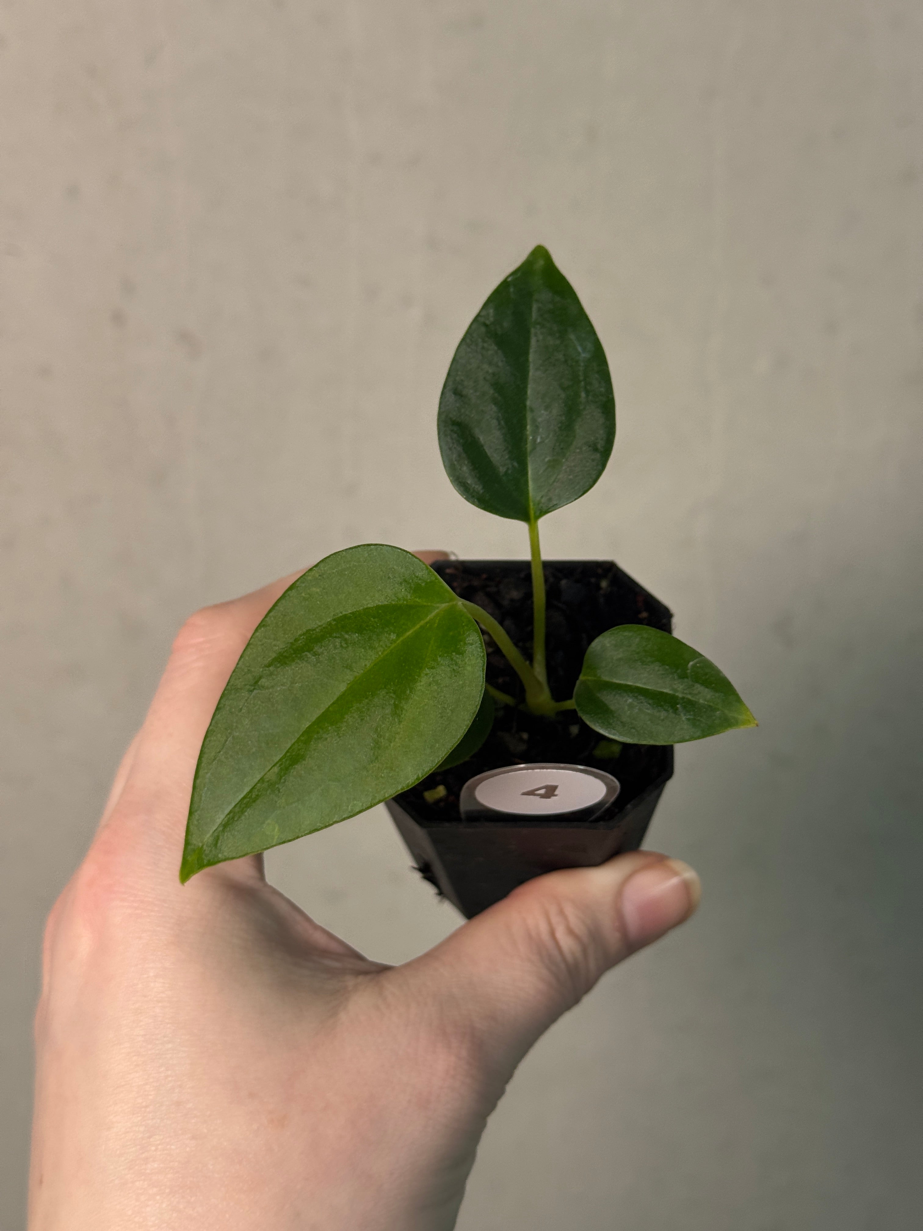 Anthurium (Papillilaminum 'Marie' x 'IL') x Indo Portillae or self - SMUKHI